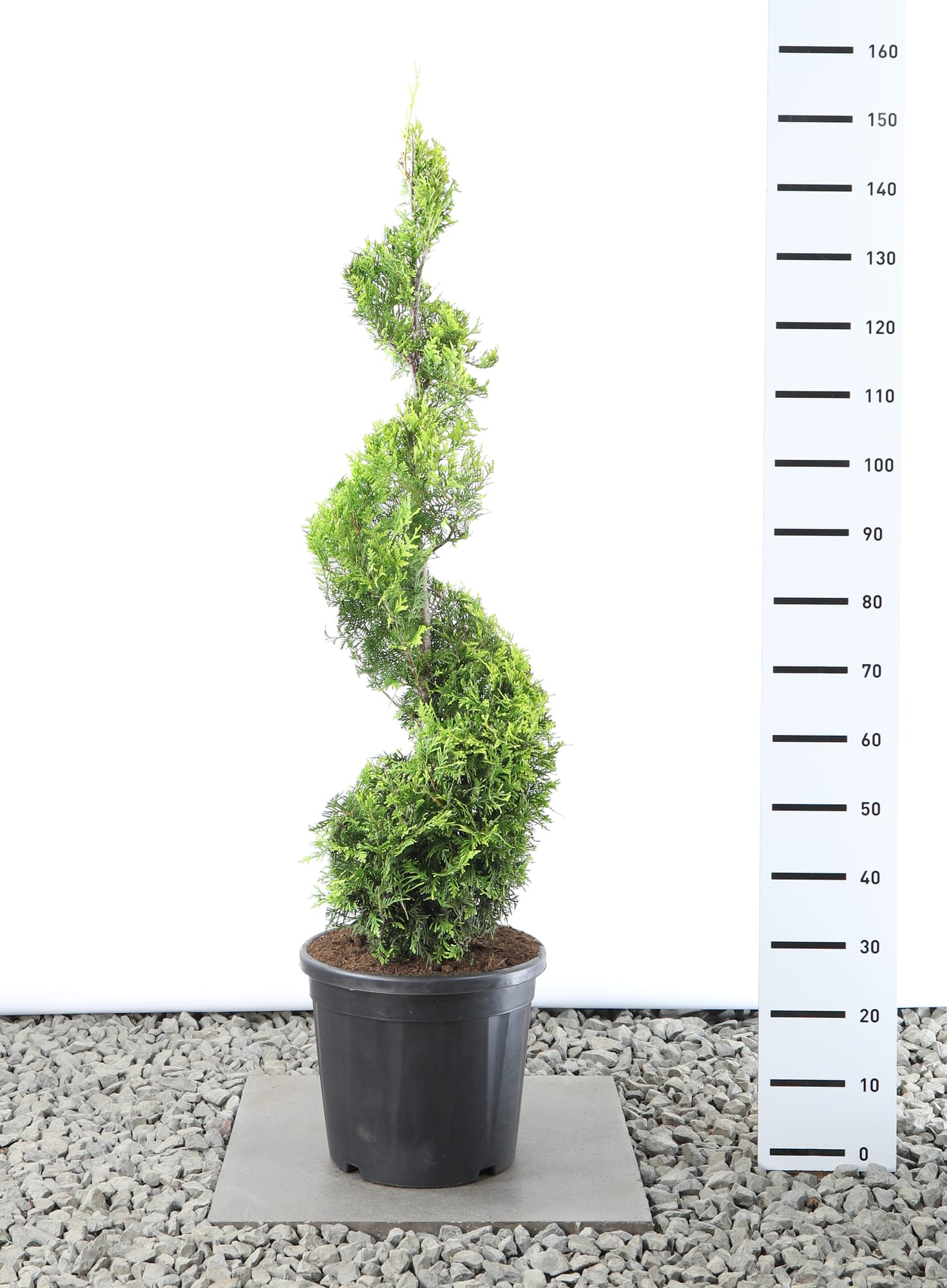 Thuja occ. 'Golden Brabant' - Spiraal extra