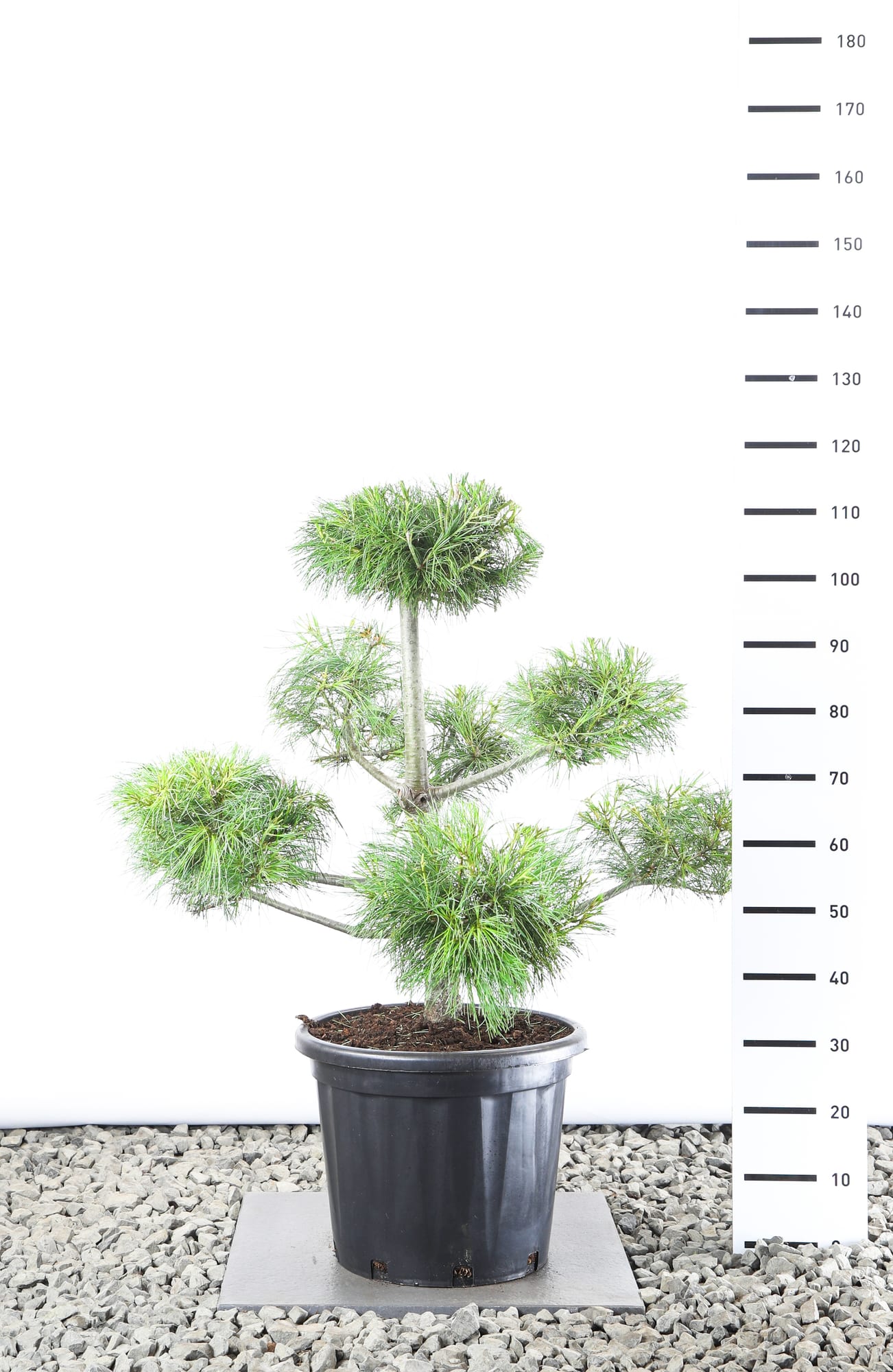 Pinus armandii - Multiplateau extra