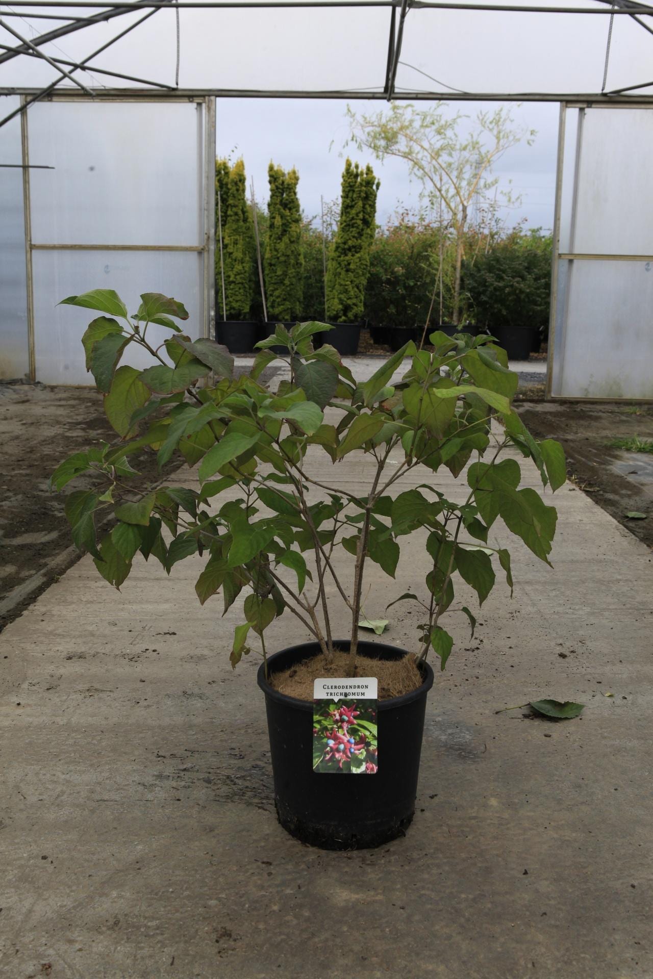 Clerodendrum trichotomum