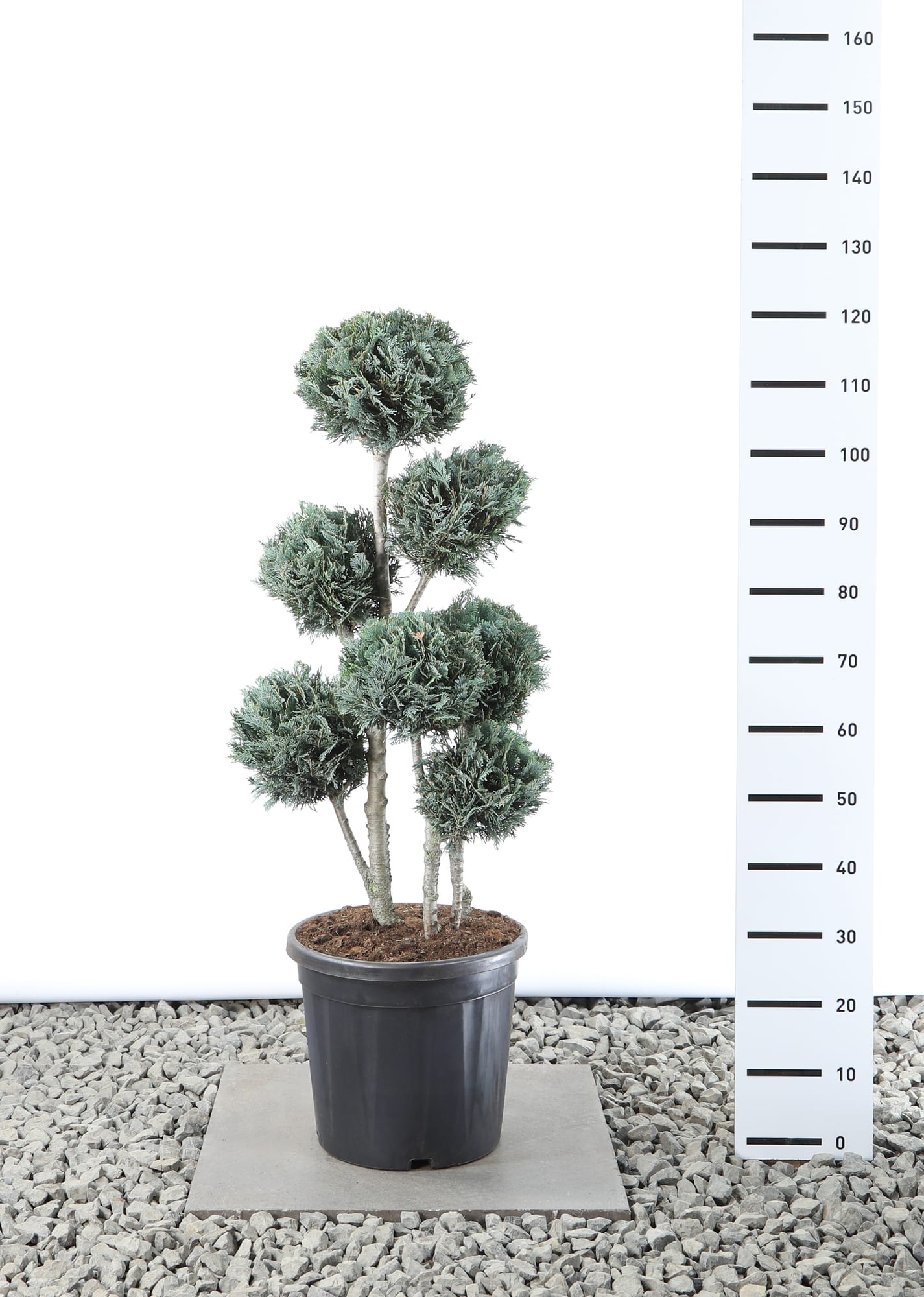 Chamaecyparis l. 'Columnaris' - Multibol extra