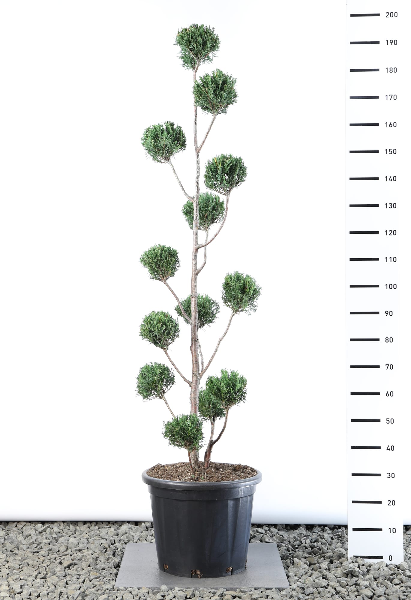 Cupressocyparis leylandii '2001' - Multibol