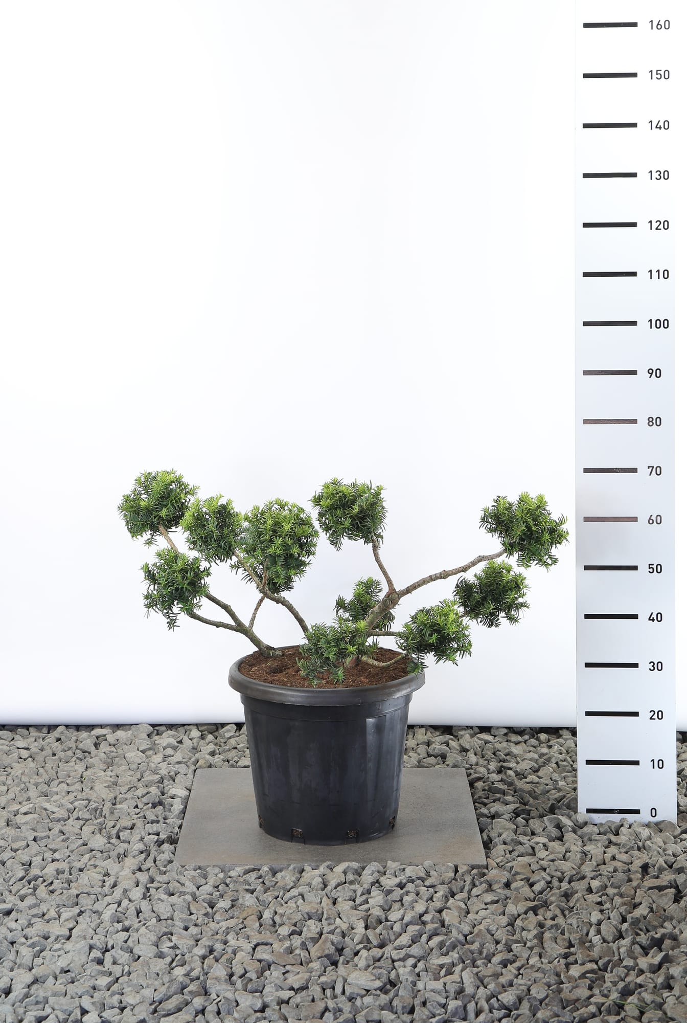 Taxus b. 'Summergold' - Multibol