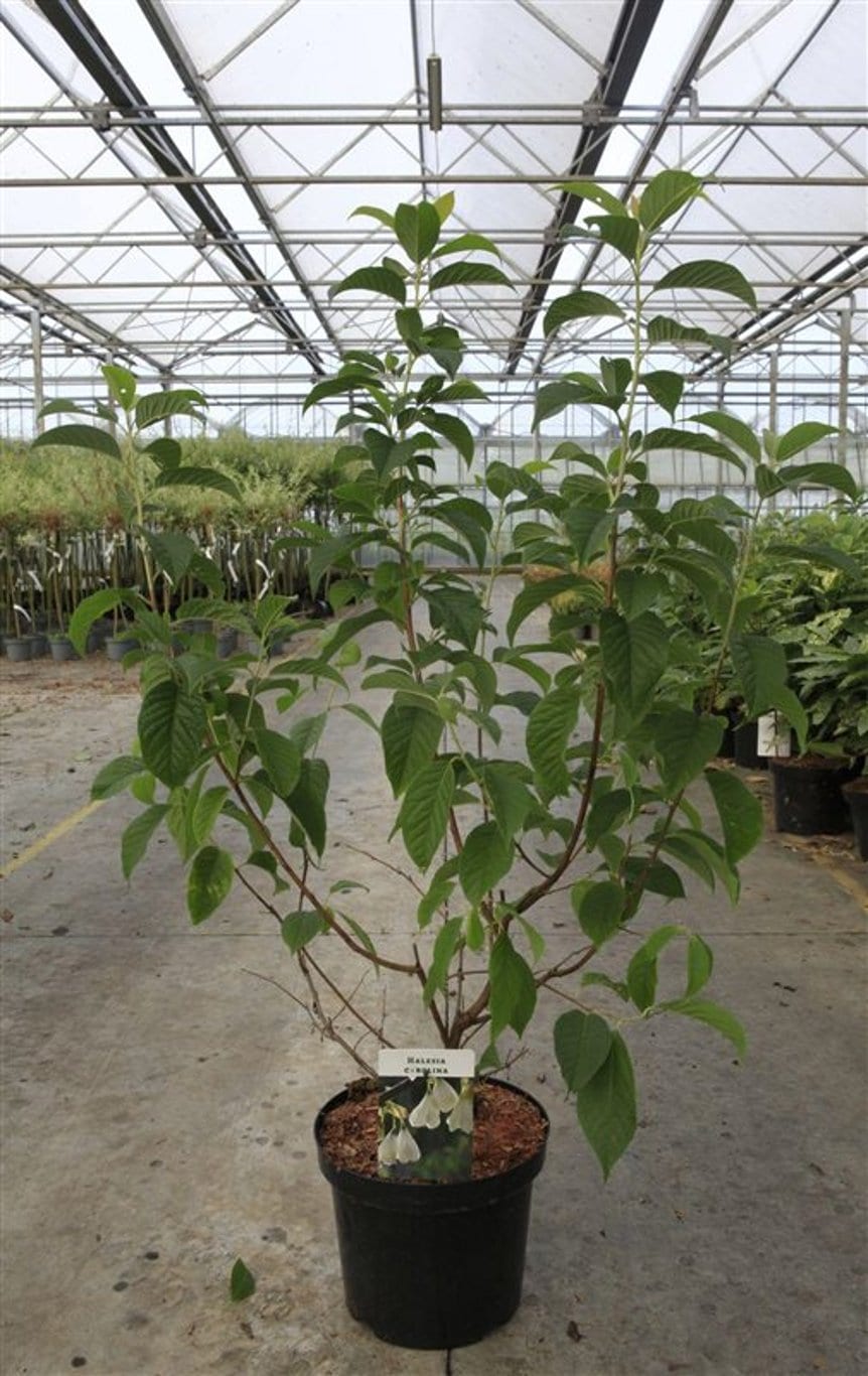Halesia carolina
