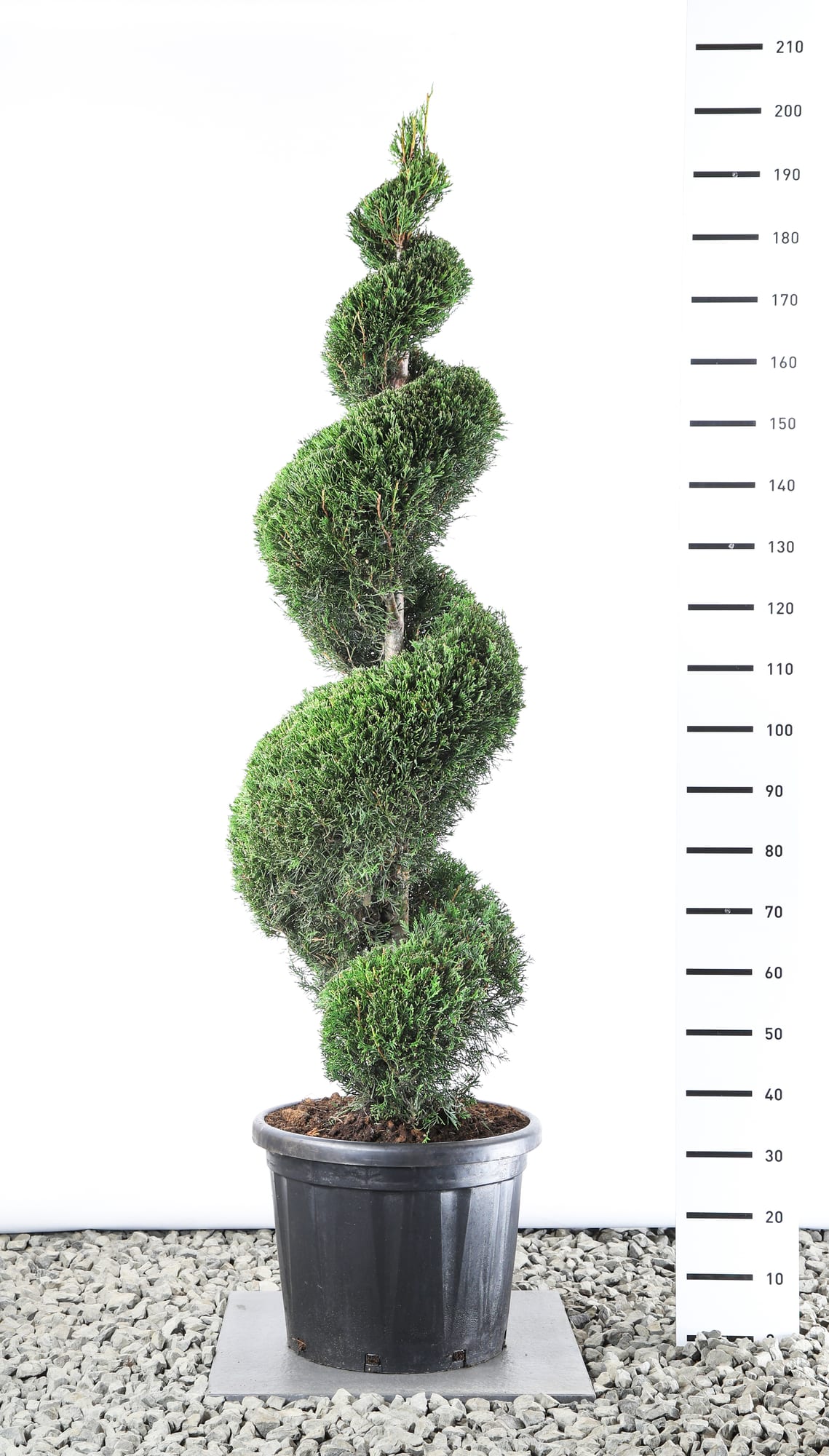 Cupressocyparis leylandii '2001' - Spiraal extra