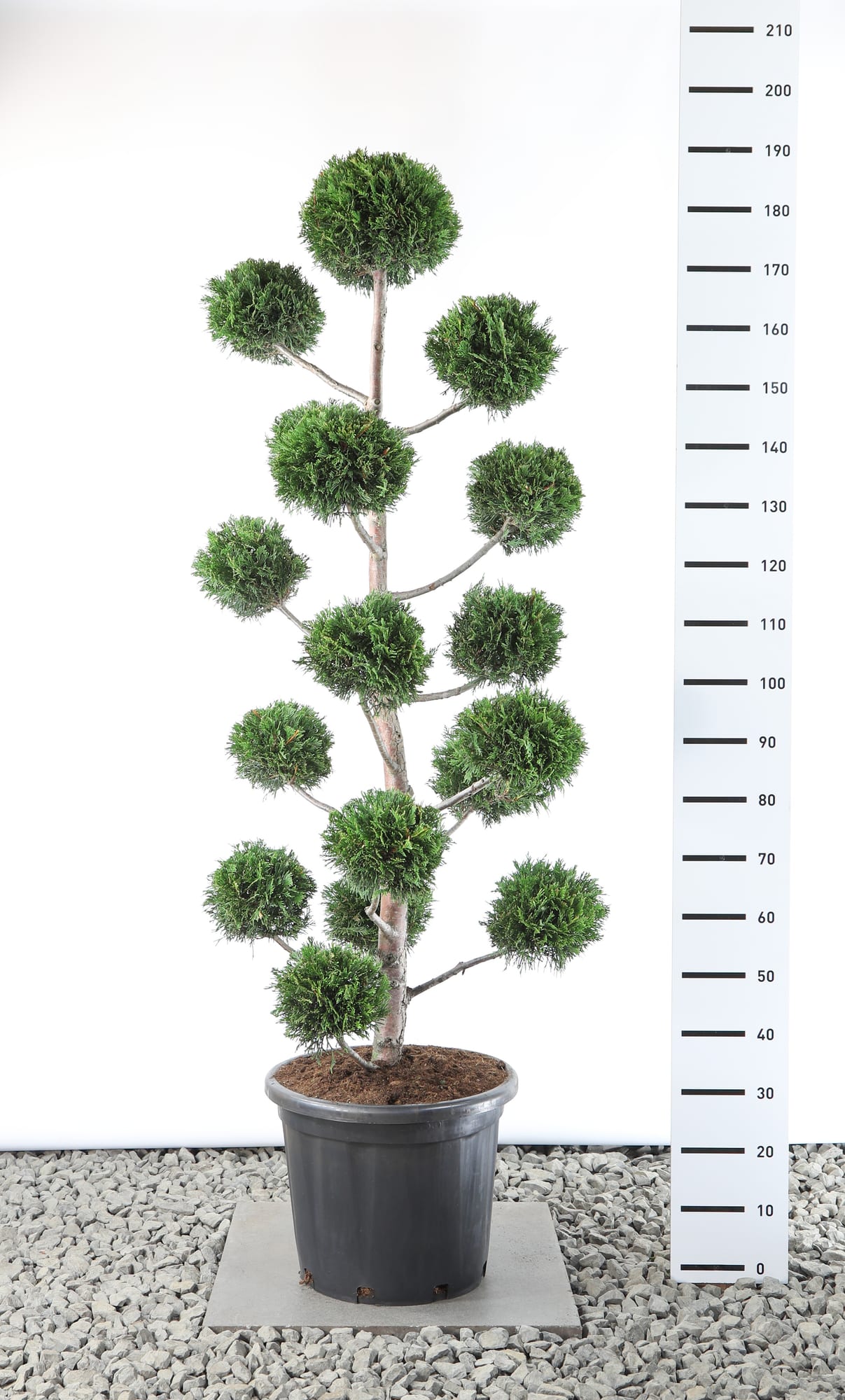 Cupressocyparis leylandii - Multibol extra