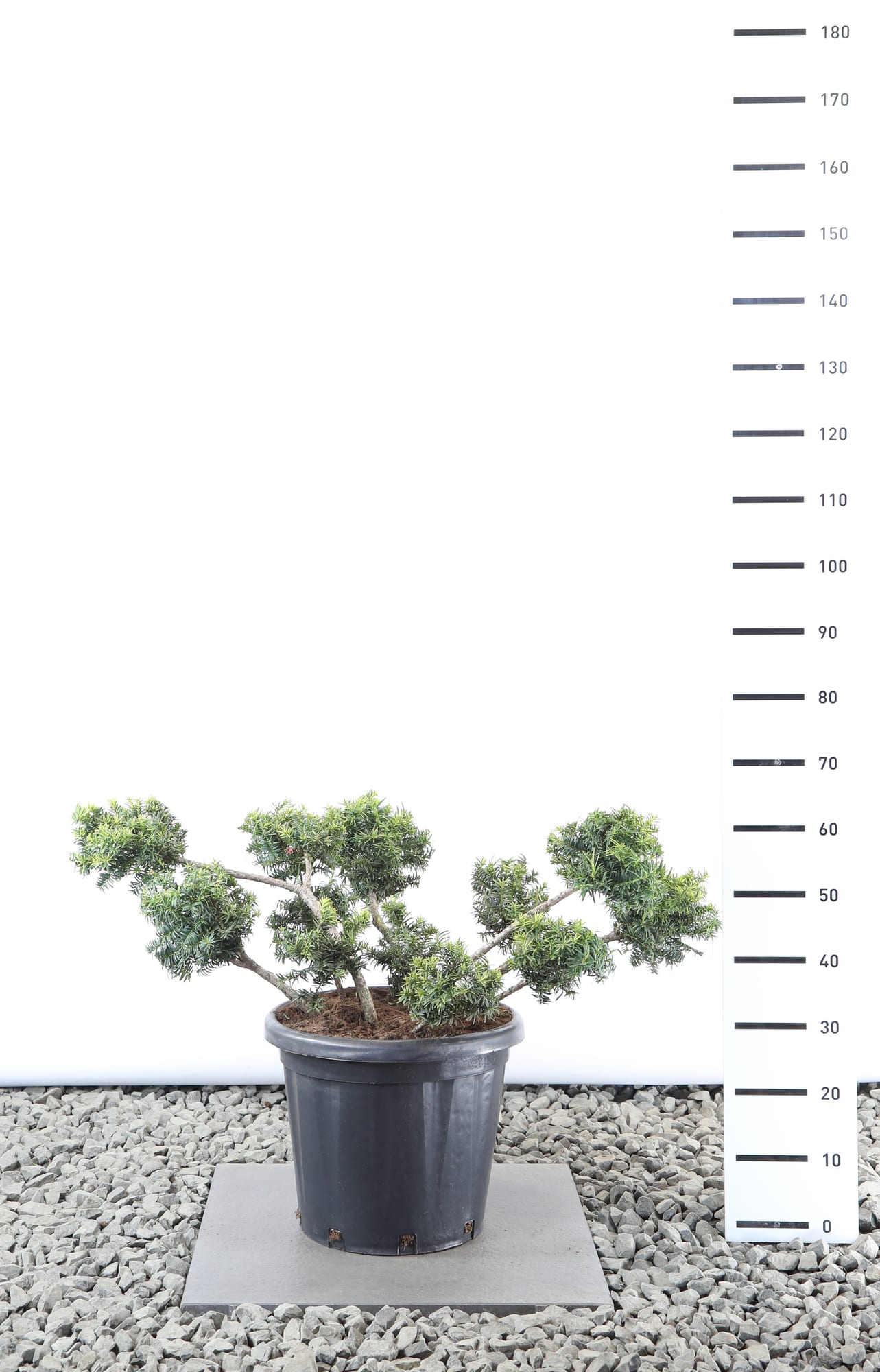 Taxus b. 'Summergold' - Multibol extra