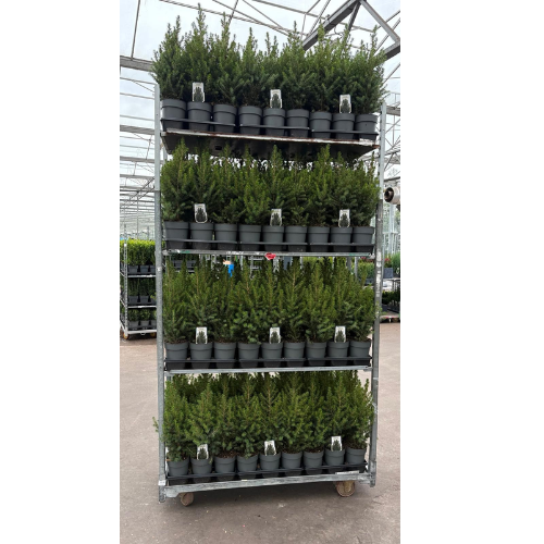 Picea gl. December