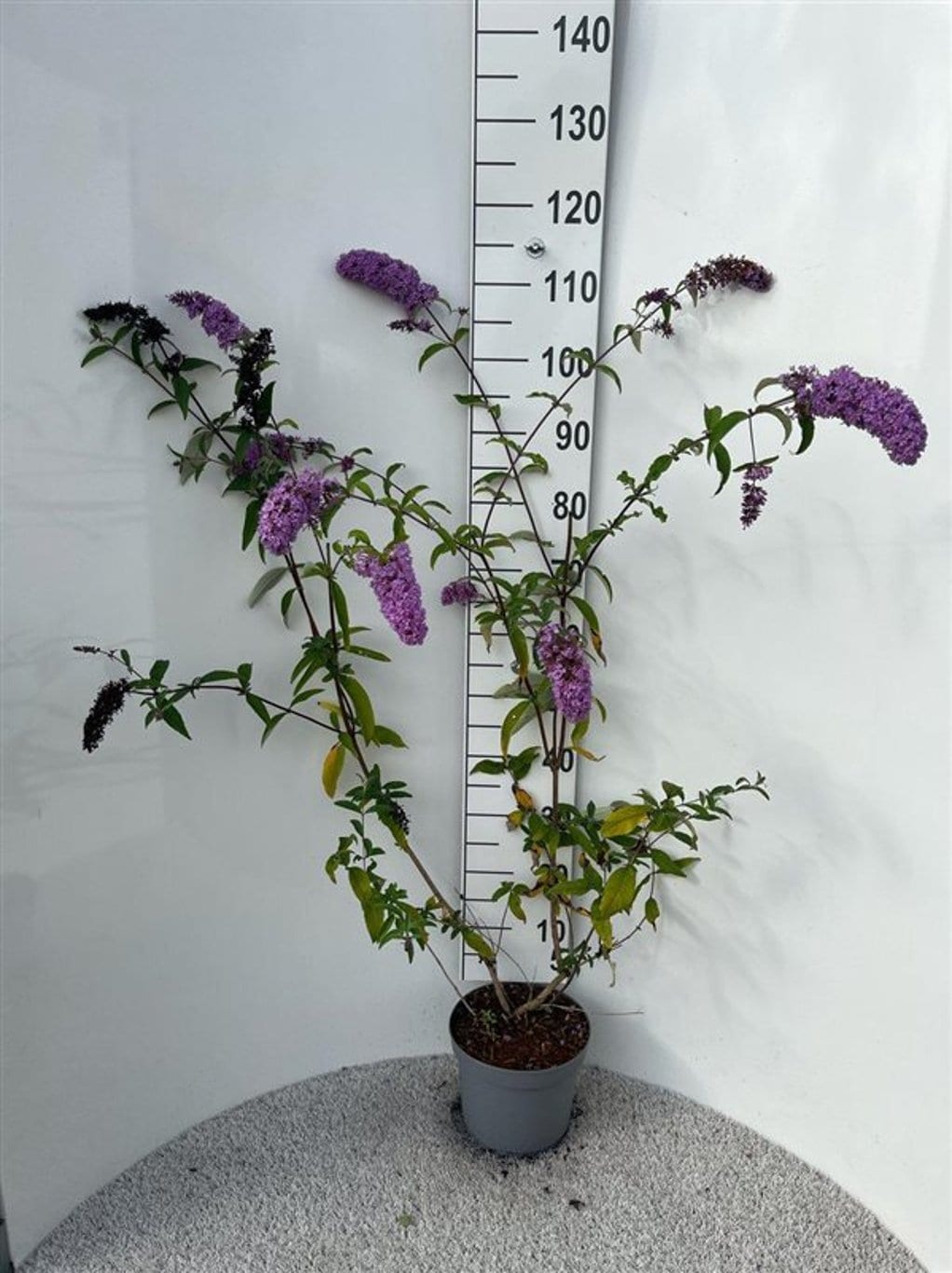 Buddleja d. 'Border Beauty'