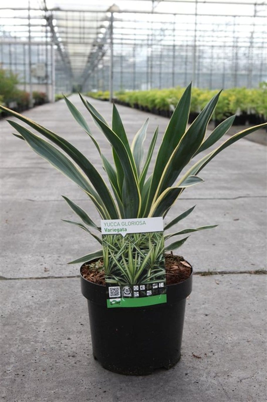 Yucca gloriosa 'Variegata'