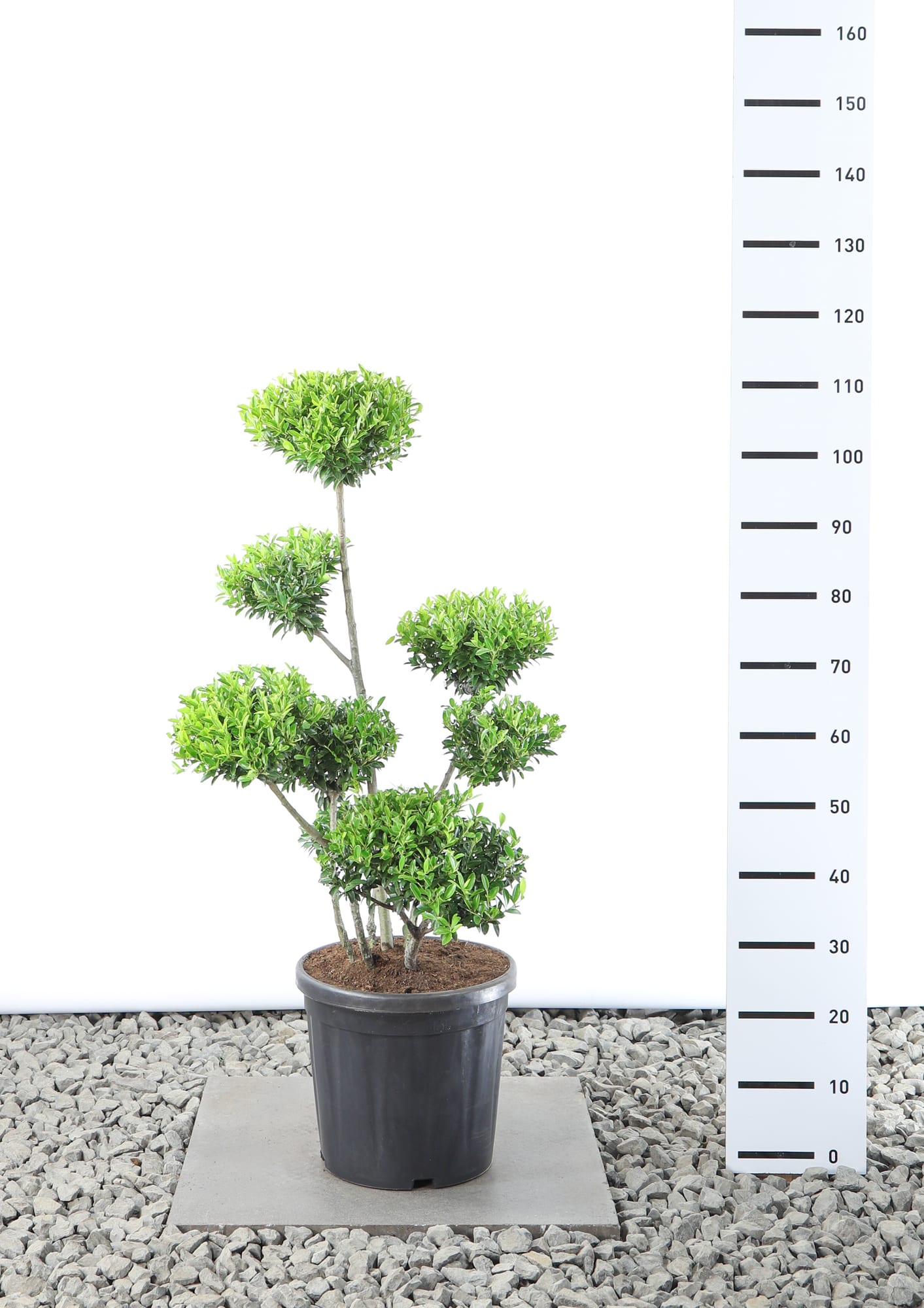 Ilex crenata 'Blondie' - Multiplateau extra