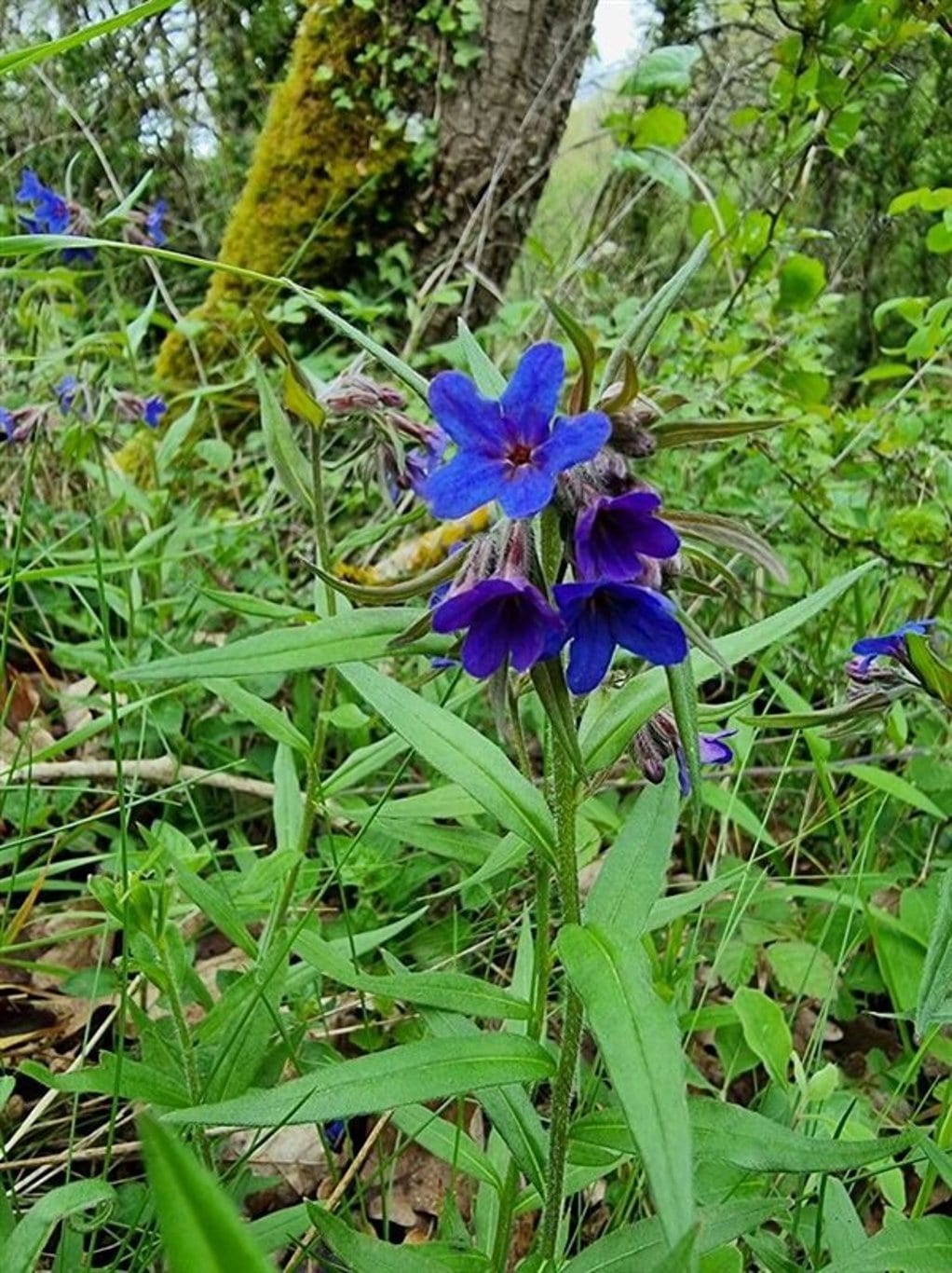Buglossoides purpurocaerulea