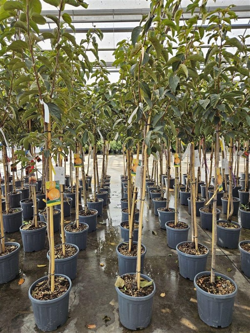 Diospyros kaki 'Vaniglia' * CITES / B *