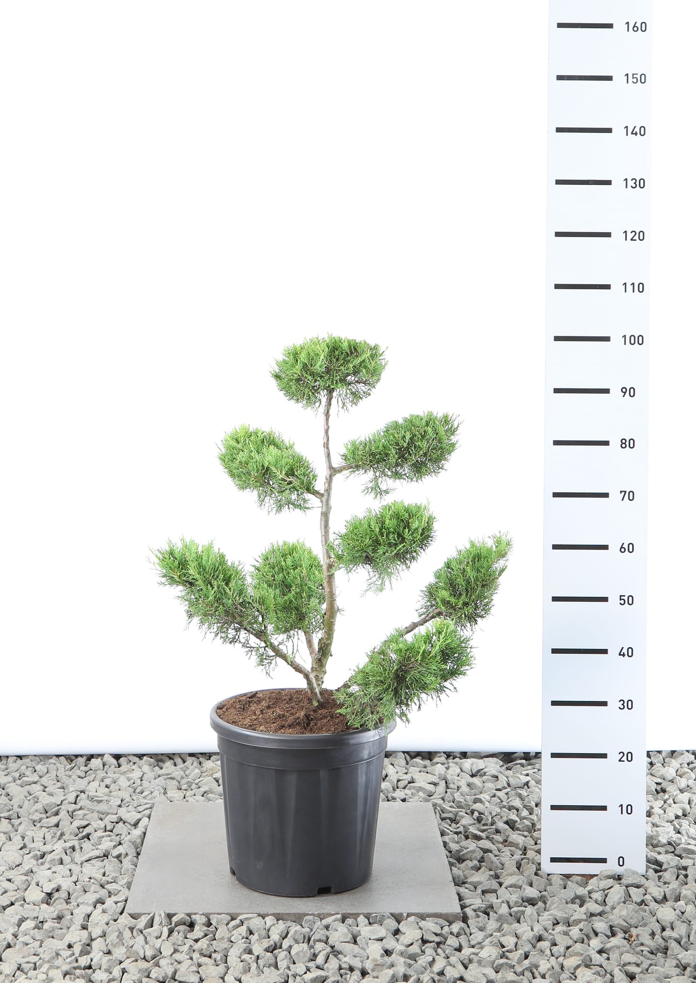 Juniperus chin. 'Kuriwao Gold' - Multiplateau extra