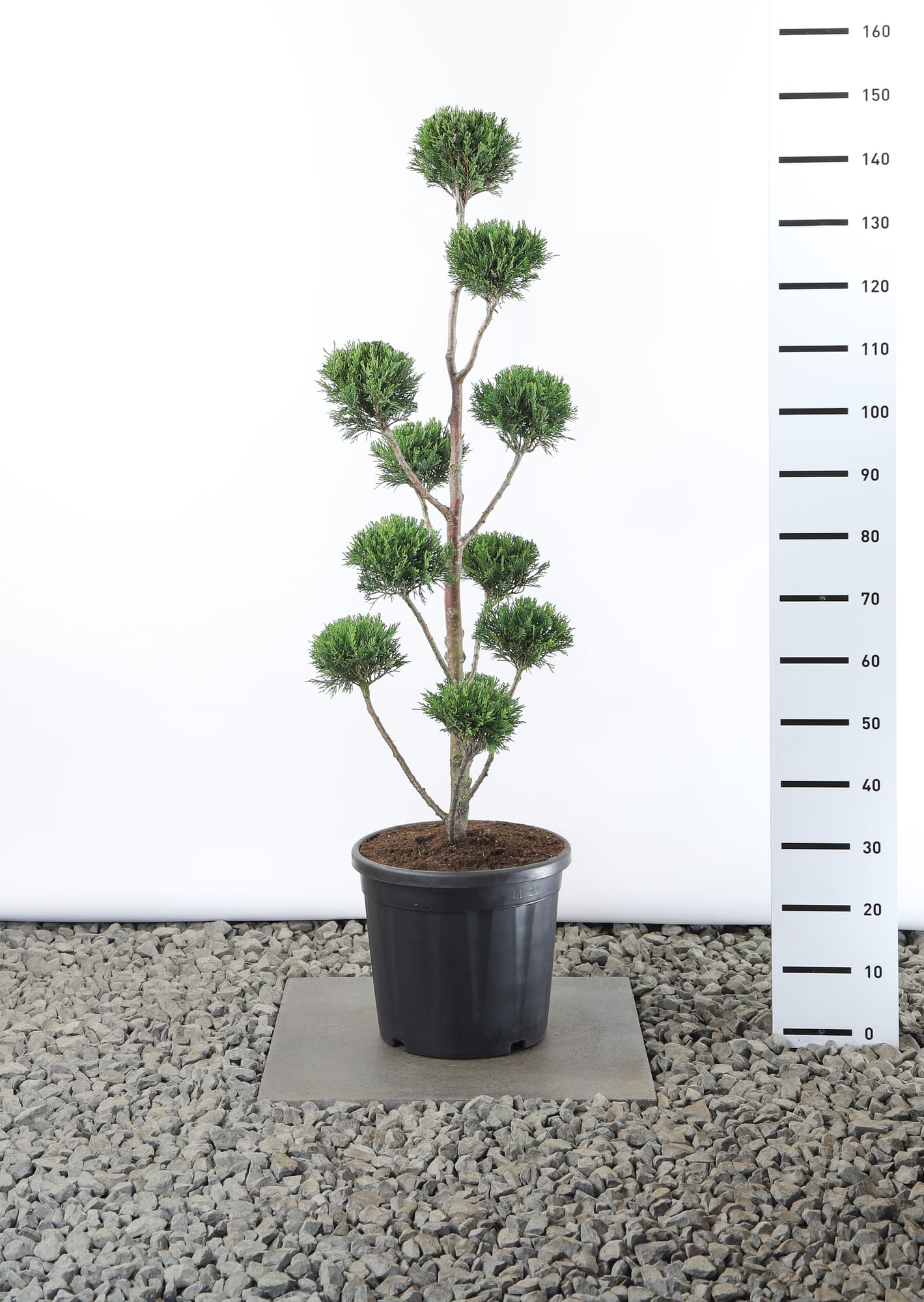 Cupressocyparis leylandii '2001' - Multibol