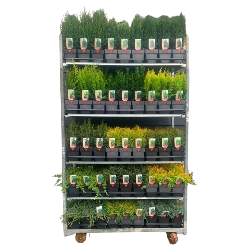Conifer mix cc