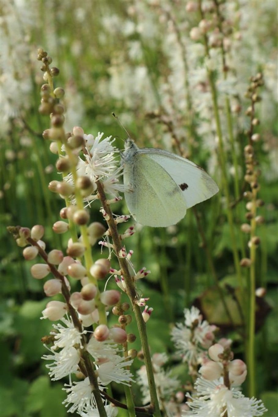 Actaea jap. 'Cheju-do'