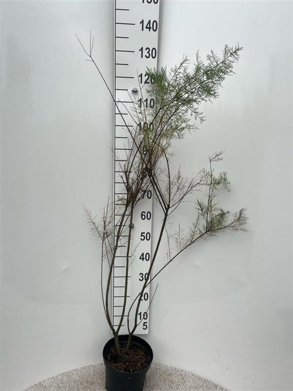 Tamarix tetrandra