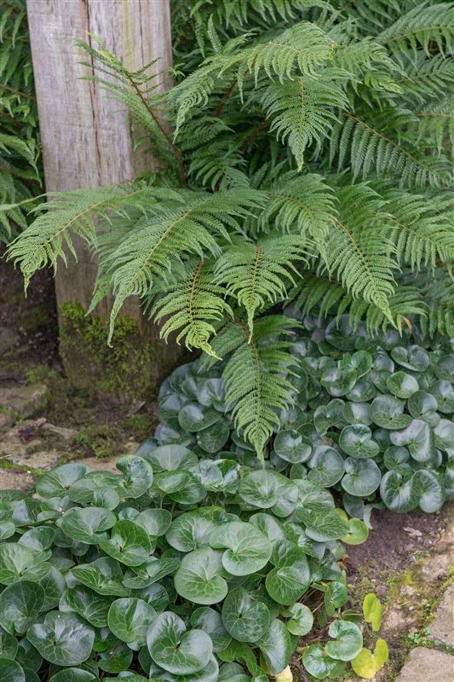 Asarum europaeum