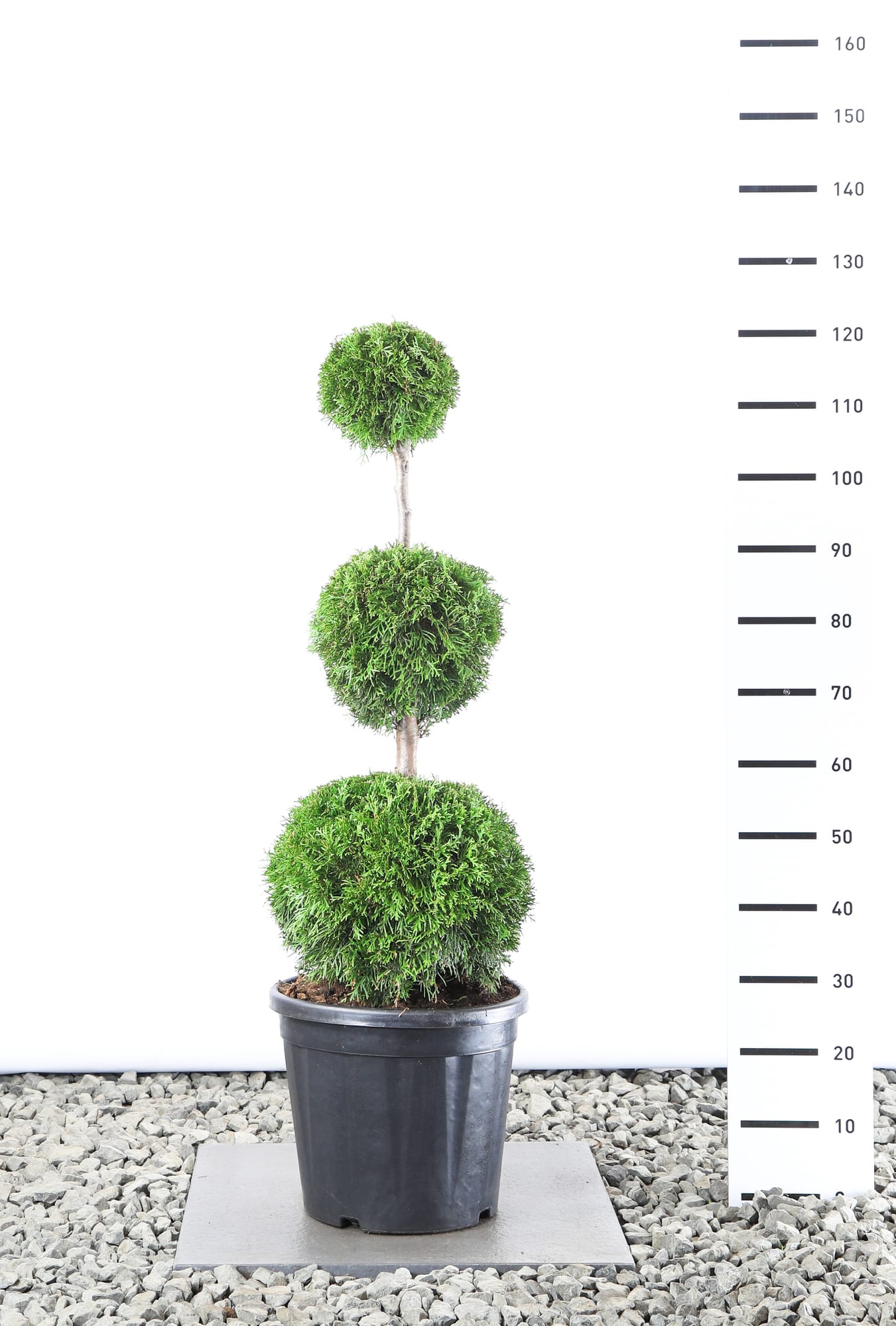 Thuja occ. 'Smaragd' - Triobol extra