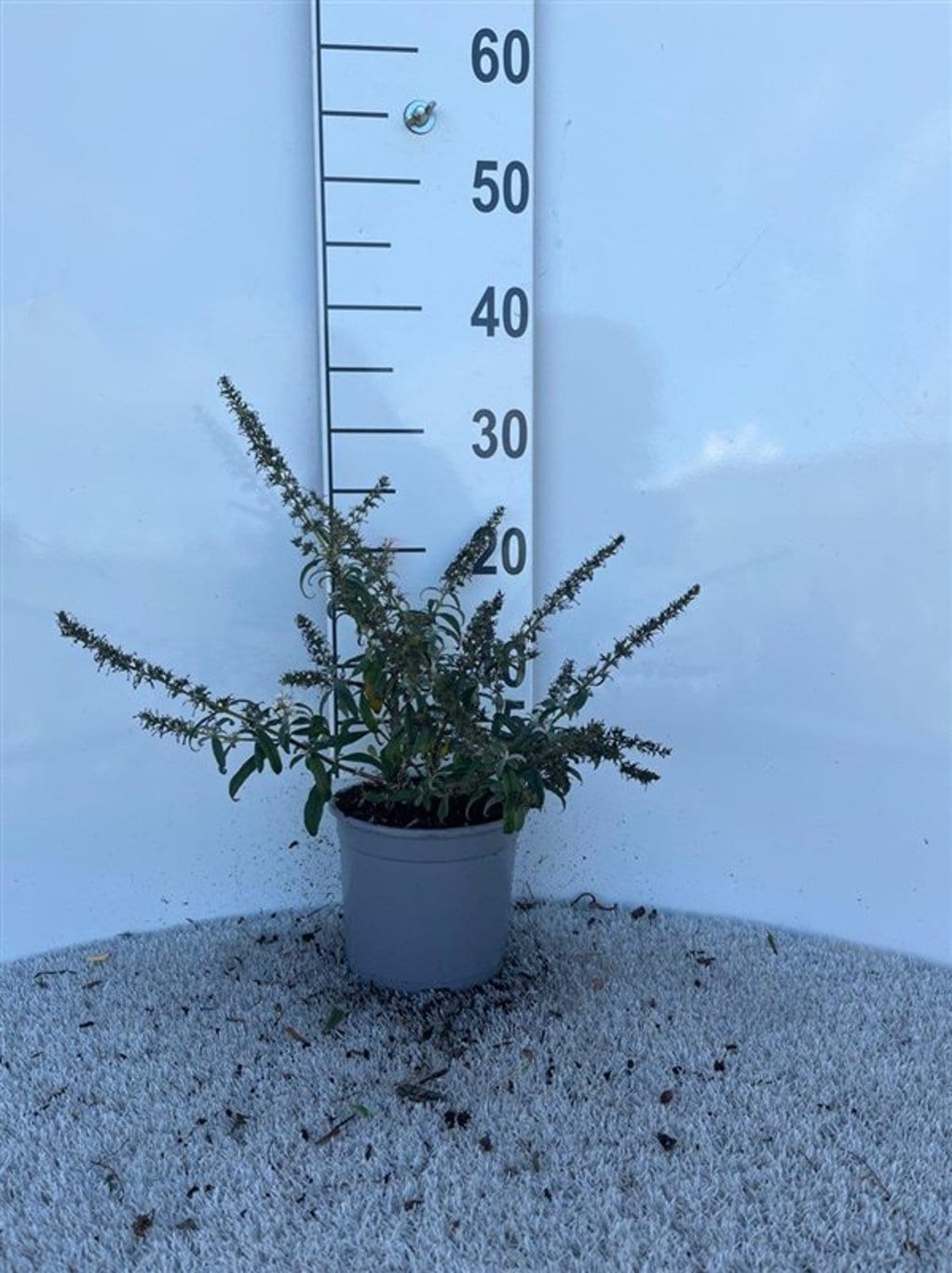 Buddleja 'White Ball'