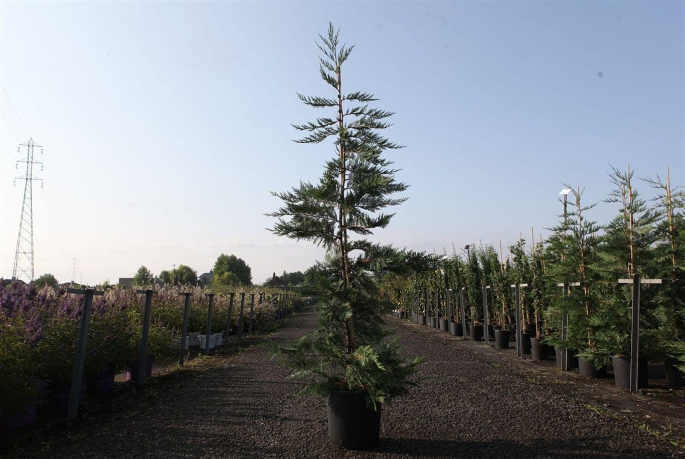 Cupressocyparis leylandii