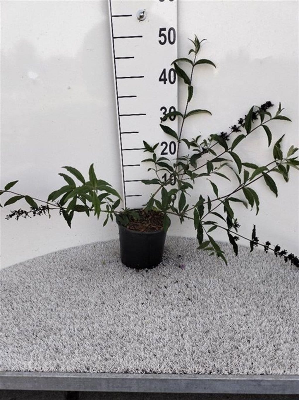 Buddleja d. 'Border Beauty'
