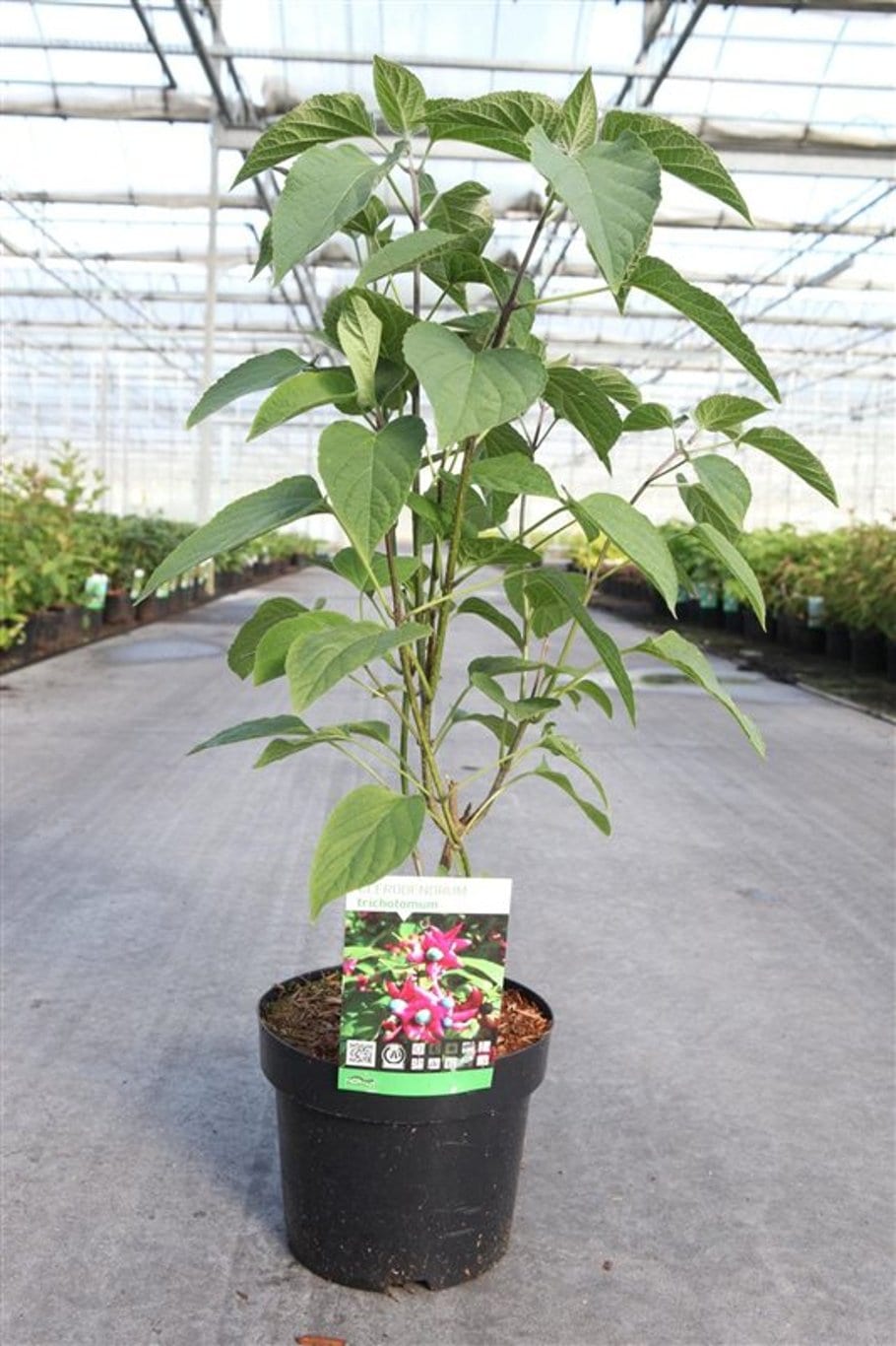 Clerodendrum trichotomum