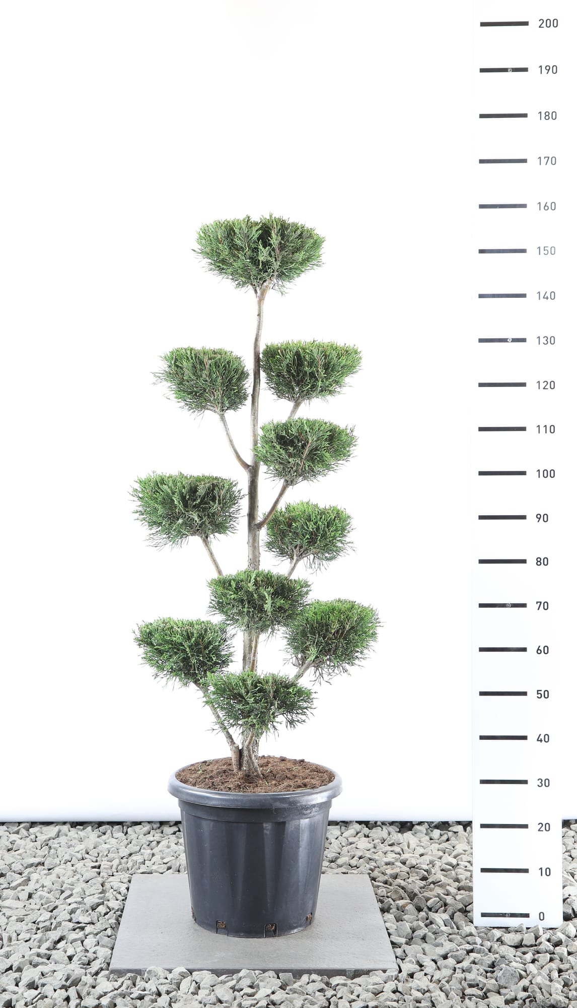 Cupressocyparis leylandii '2001' - Multiplateau extra