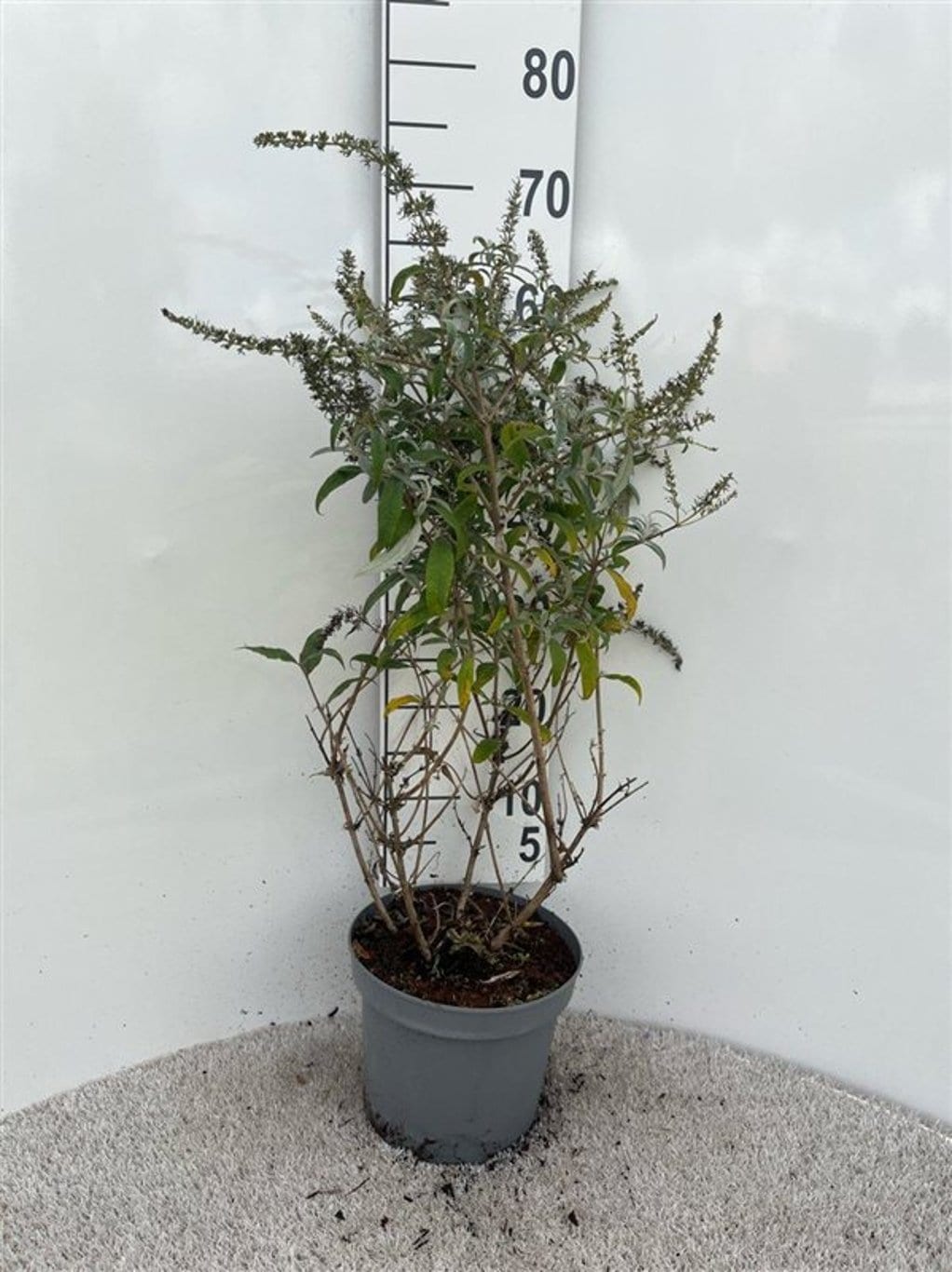 Buddleja 'White Ball'