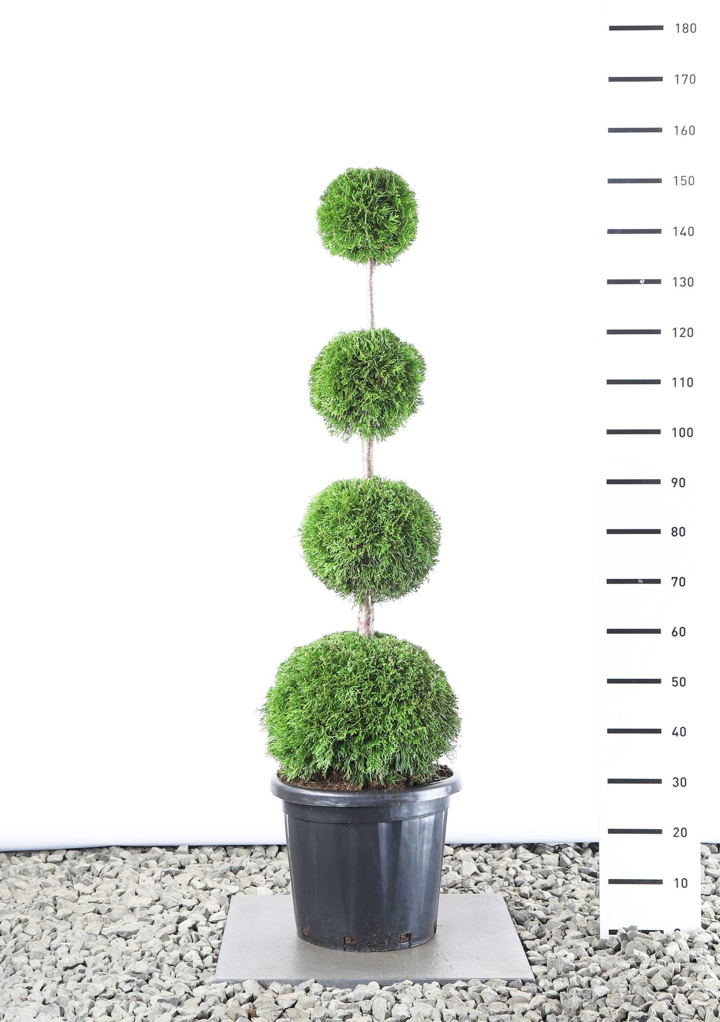 Thuja occ. 'Smaragd' - Quatrobol extra