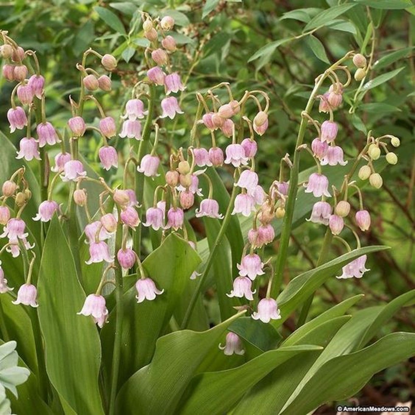 Convallaria maj. 'Rosea'