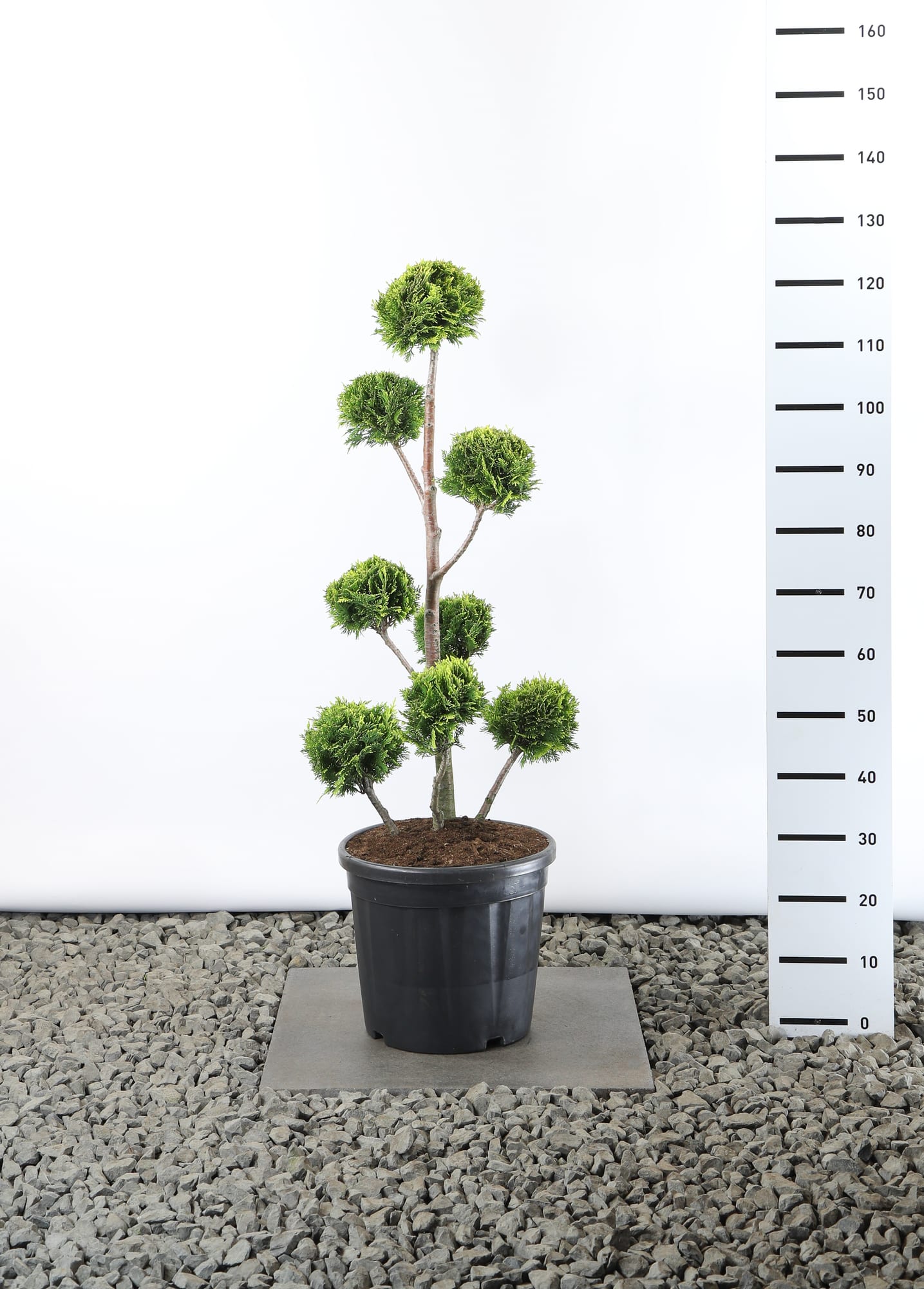 Chamaecyparis l. 'Stardust' - Multibol