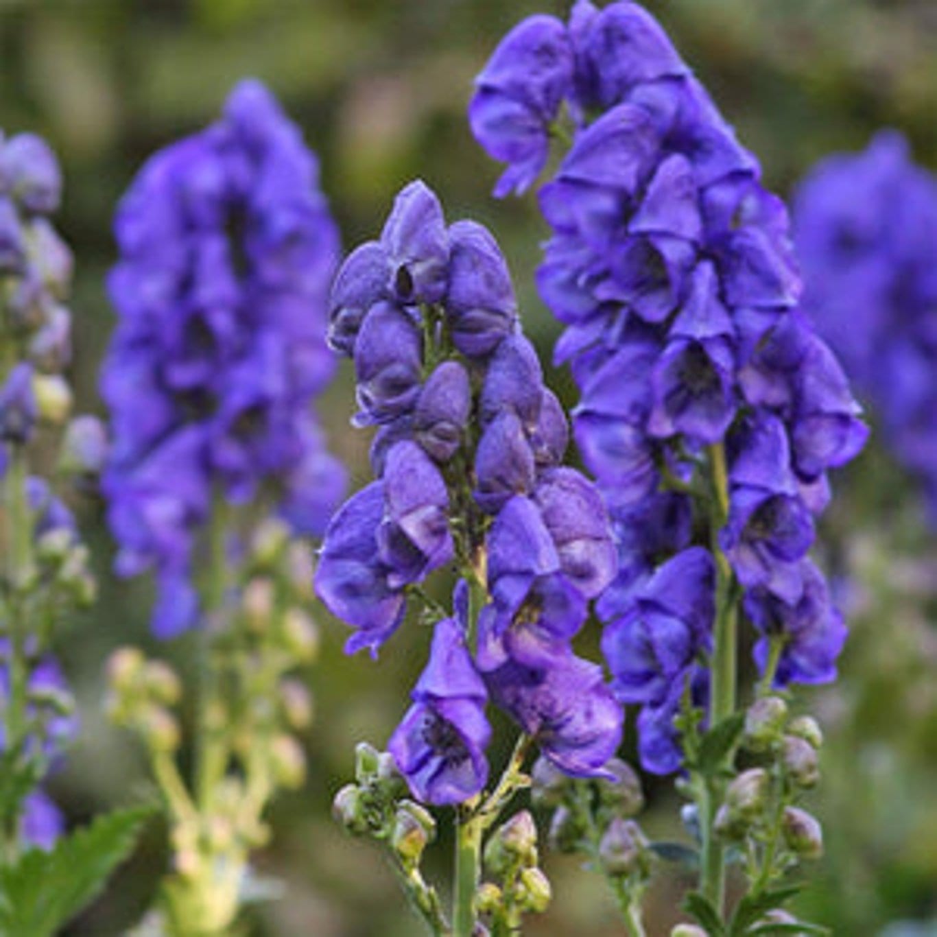 Aconitum henryi 'Spark's Variety'