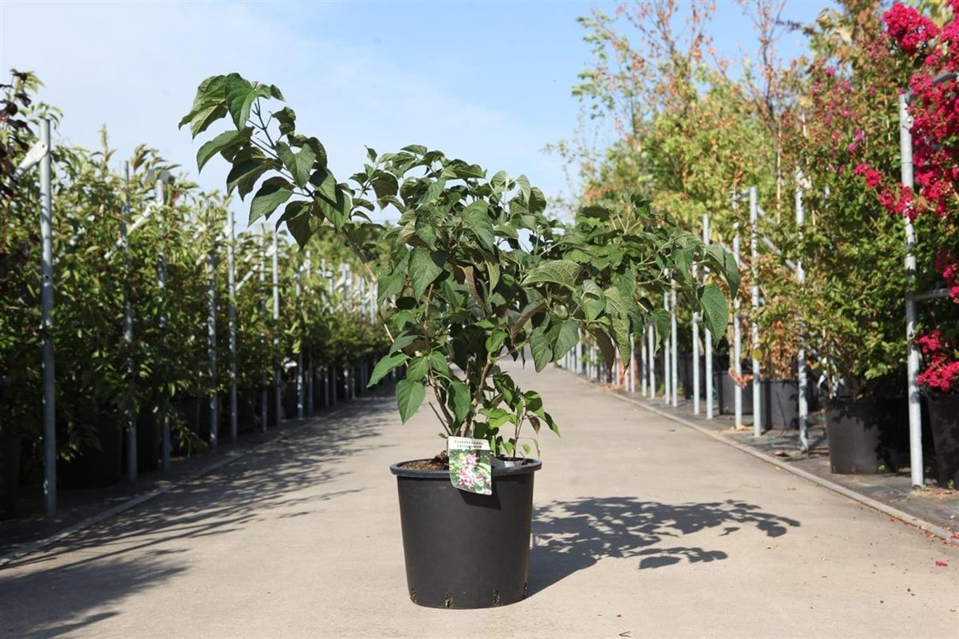 Clerodendrum trichotomum