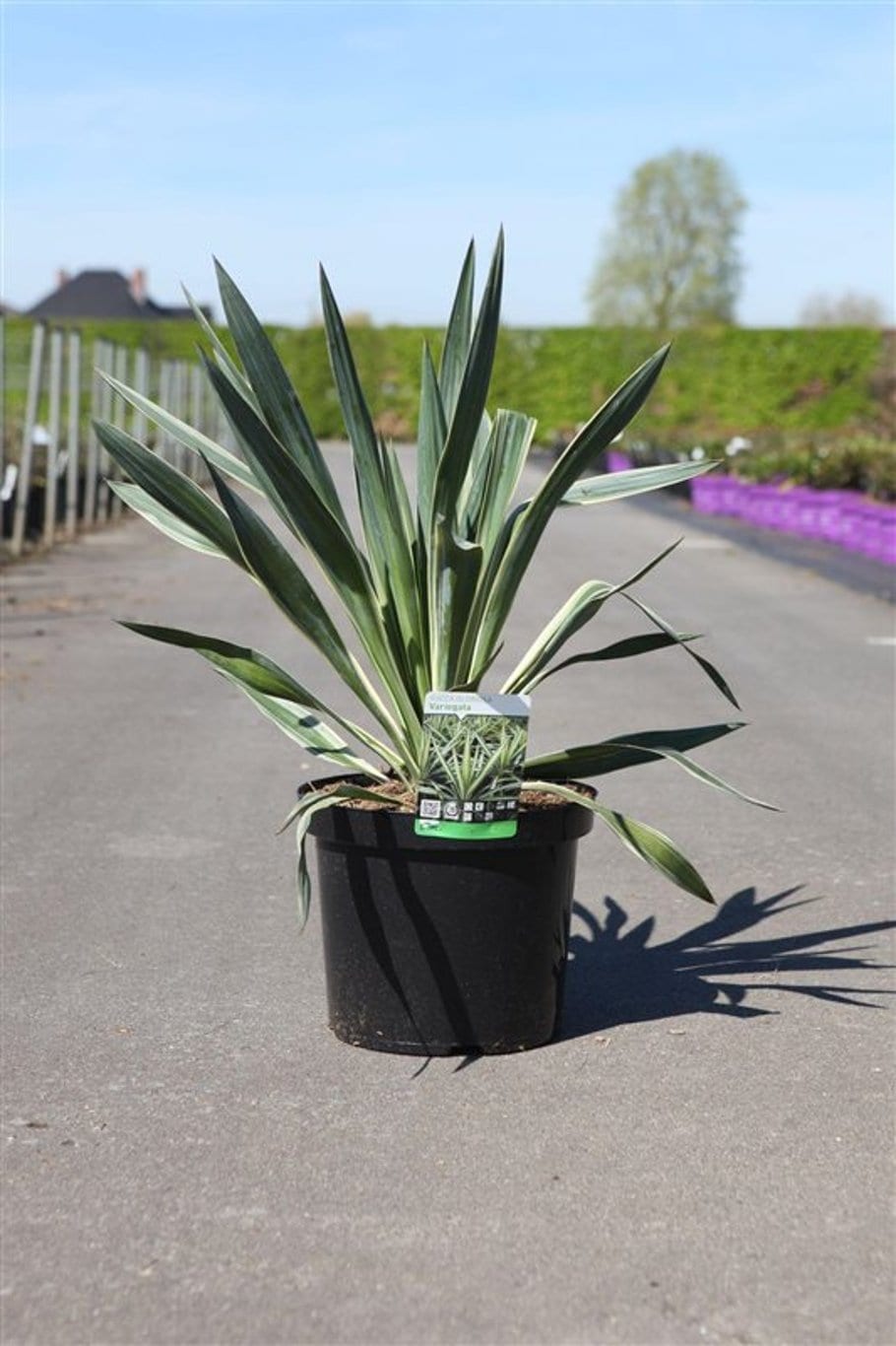 Yucca gloriosa 'Variegata'