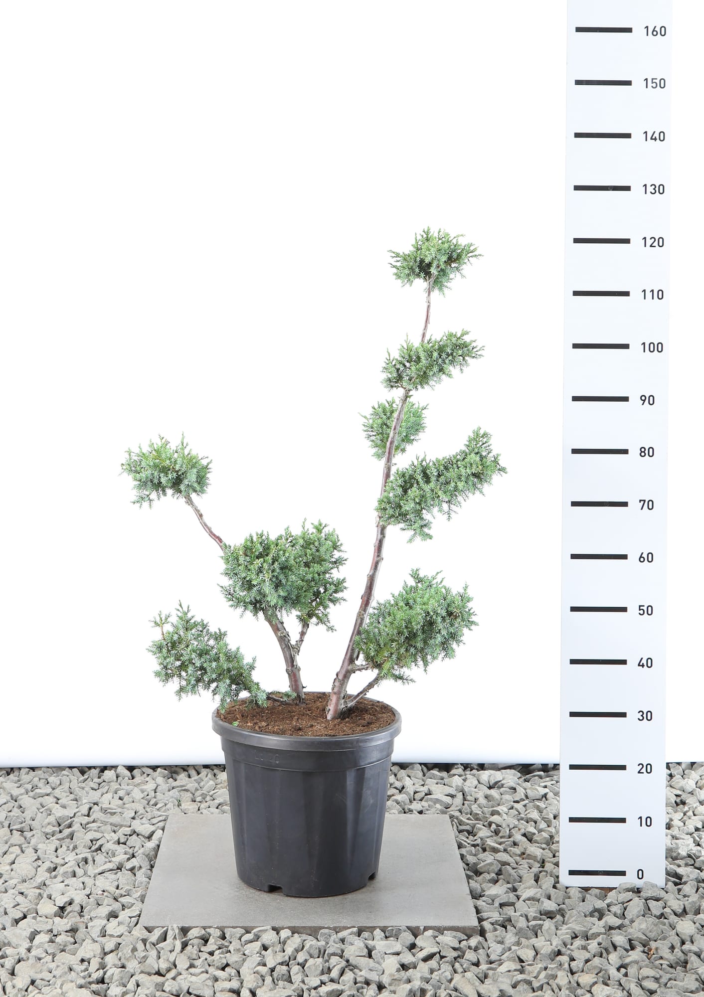 Juniperus chin. 'Blue Alps' - Multiplateau