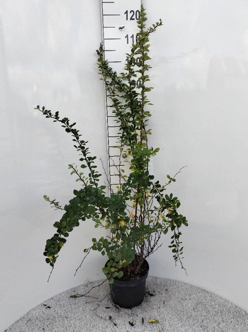 Berberis thunbergii