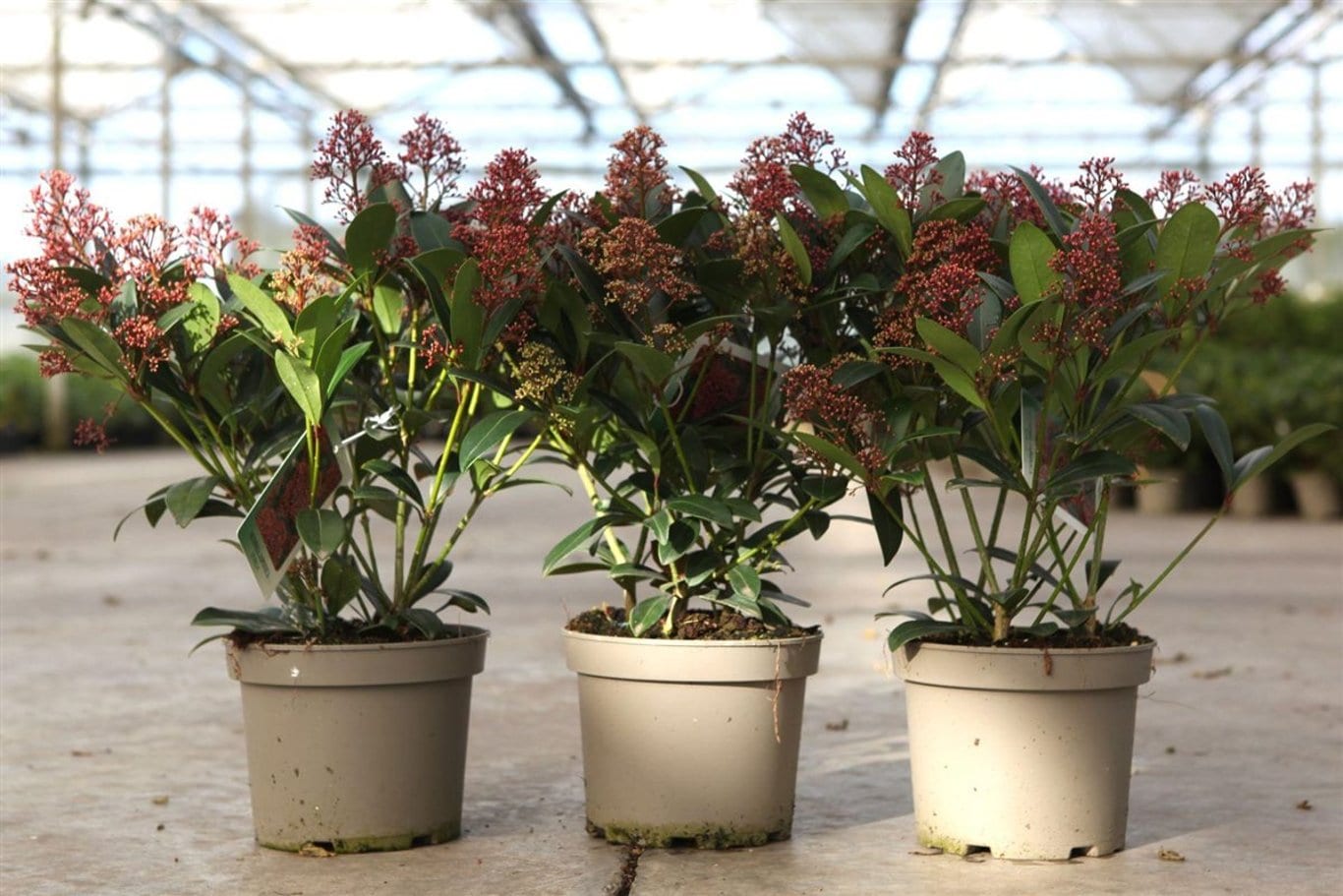 Skimmia jap. 'Rubella'