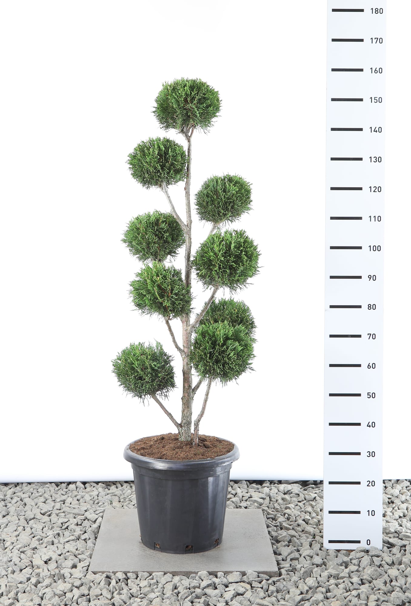 Cupressocyparis leylandii '2001' - Multibol extra