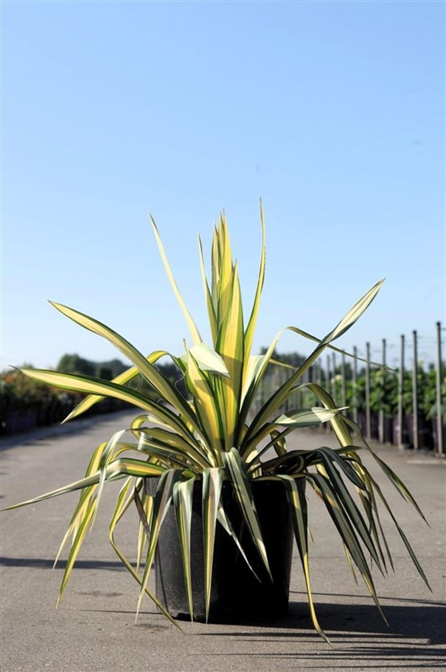 Yucca filamentosa 'Color Guard'