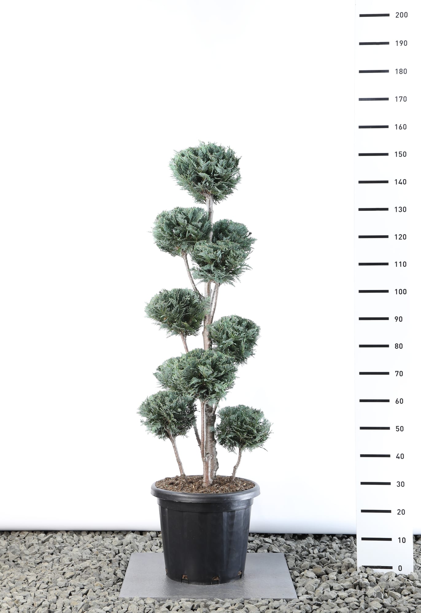 Chamaecyparis l. 'Columnaris' - Multibol extra