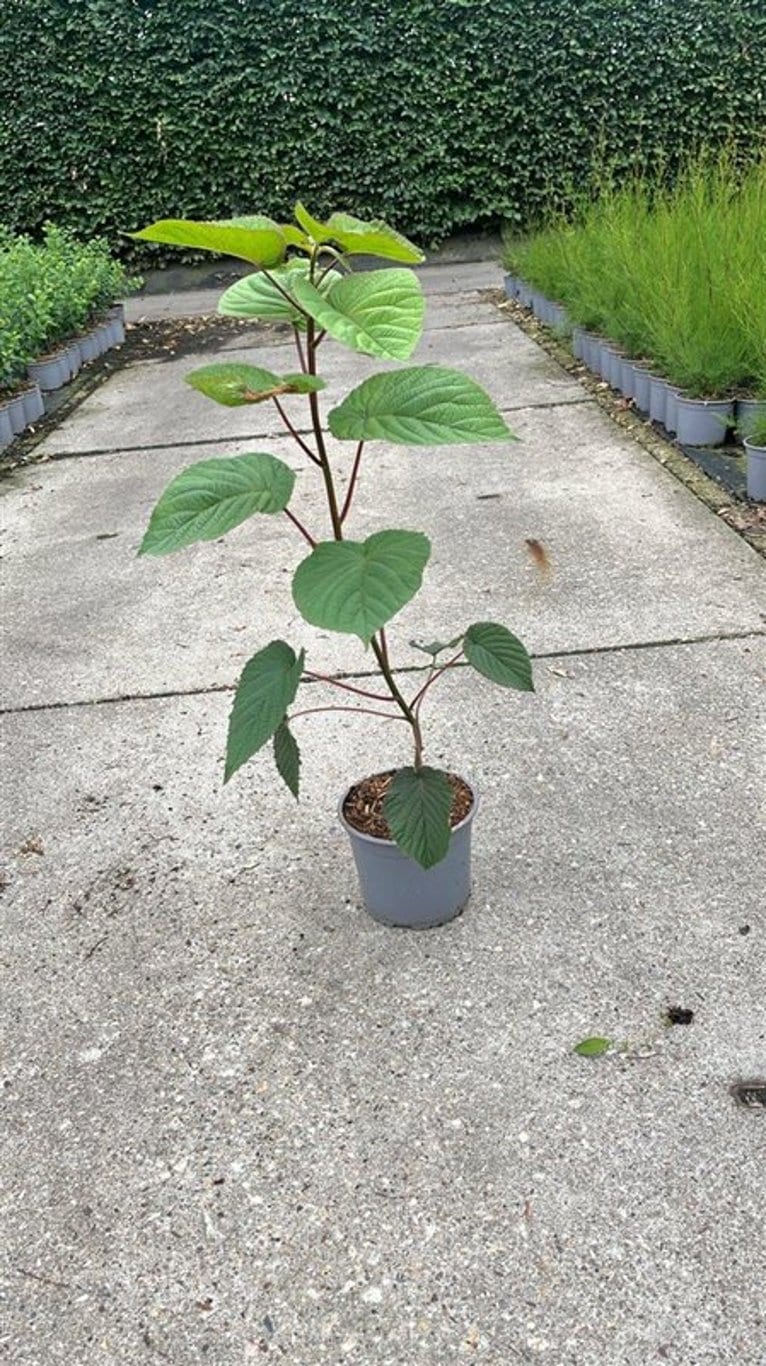 Davidia involucrata