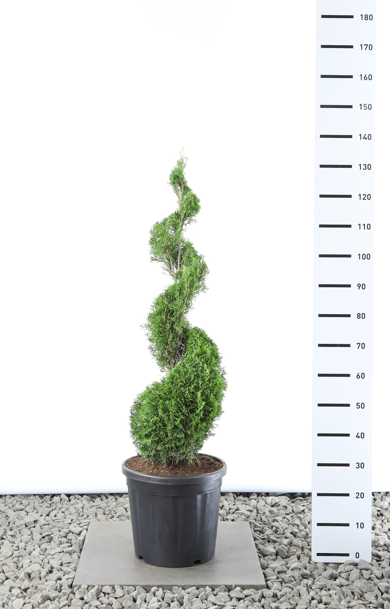 Thuja occ. 'Smaragd' - Spiraal