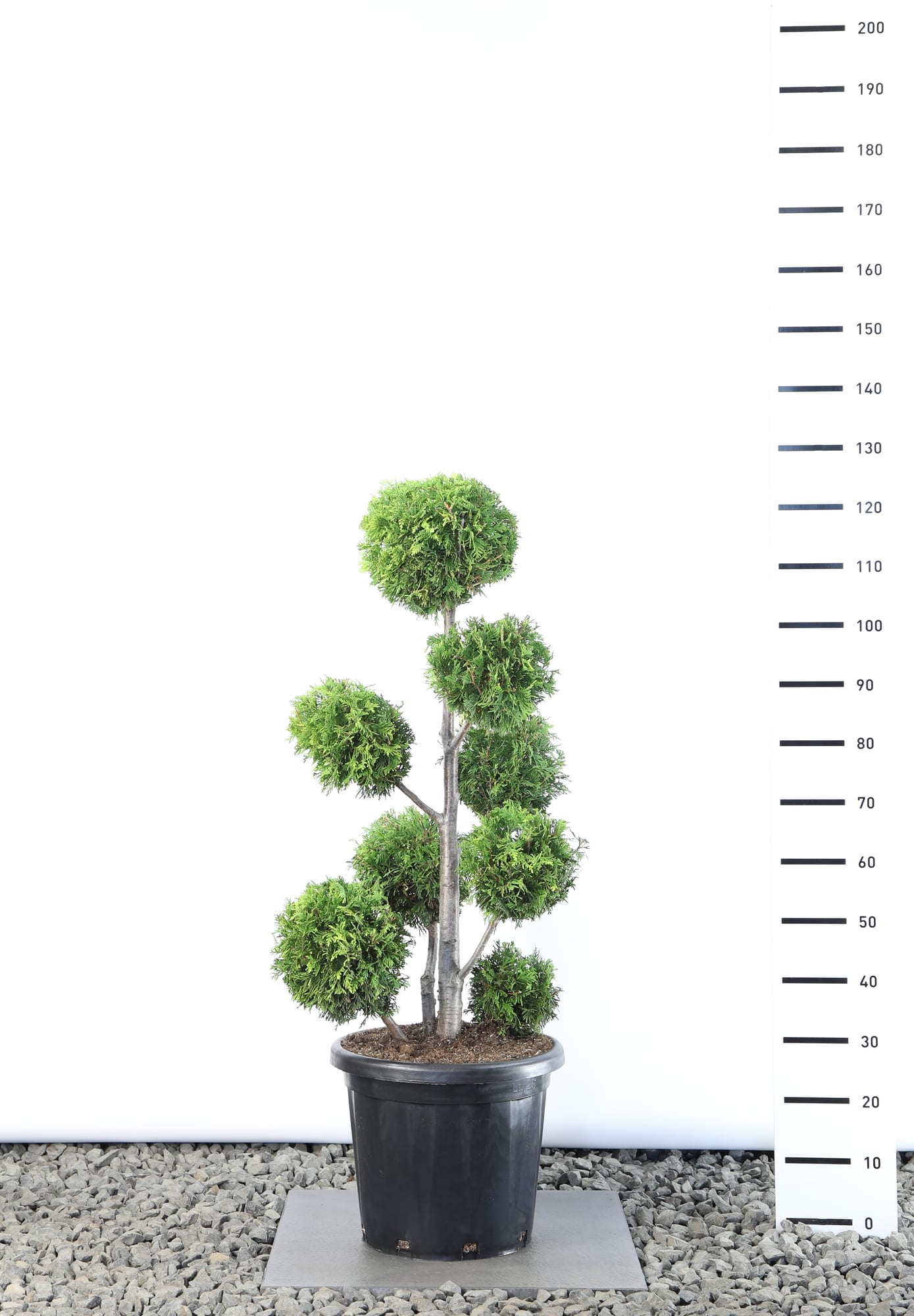 Thuja occ. 'Golden Brabant' - Multibol extra