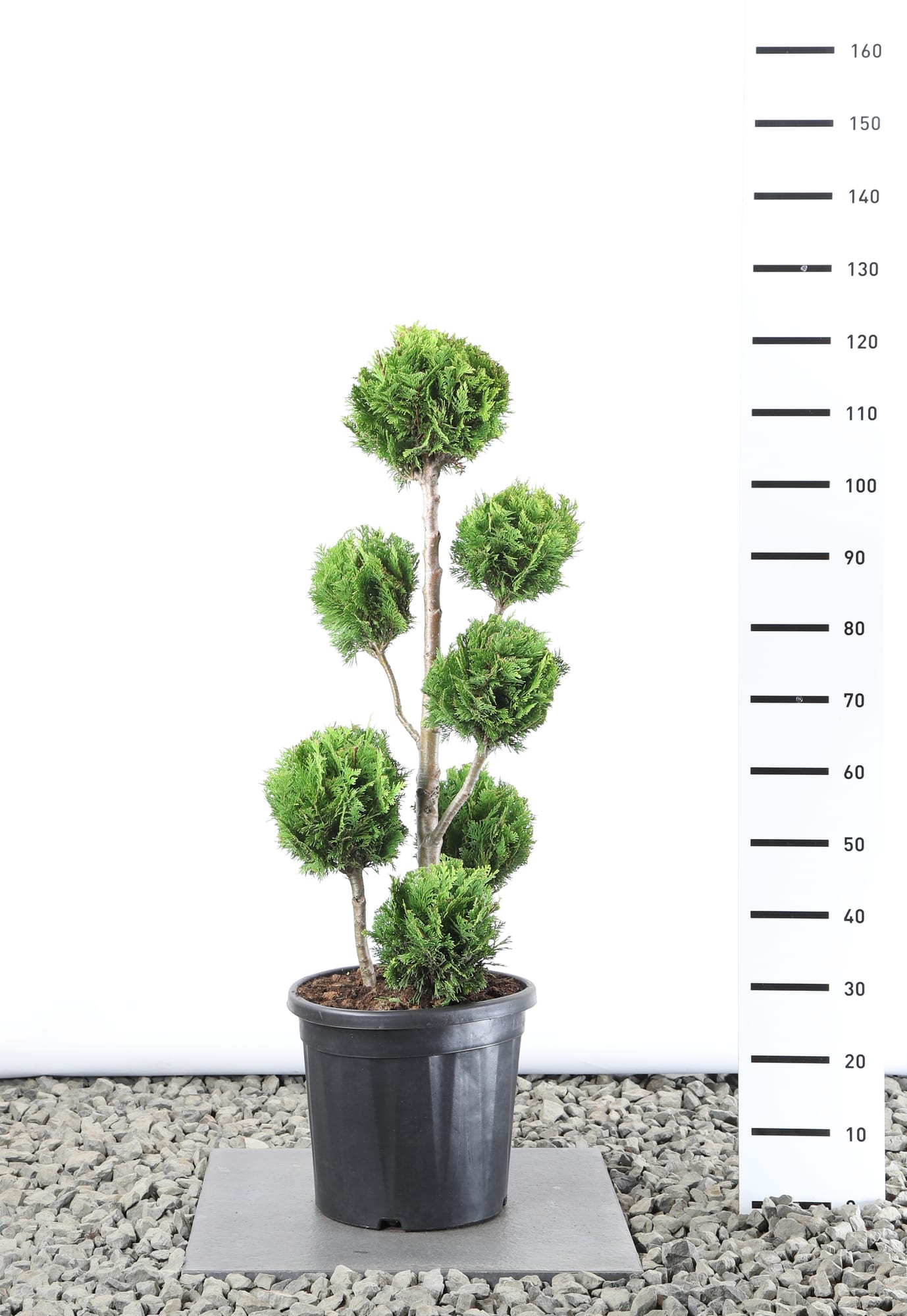 Chamaecyparis l. 'Stardust' - Multibol extra