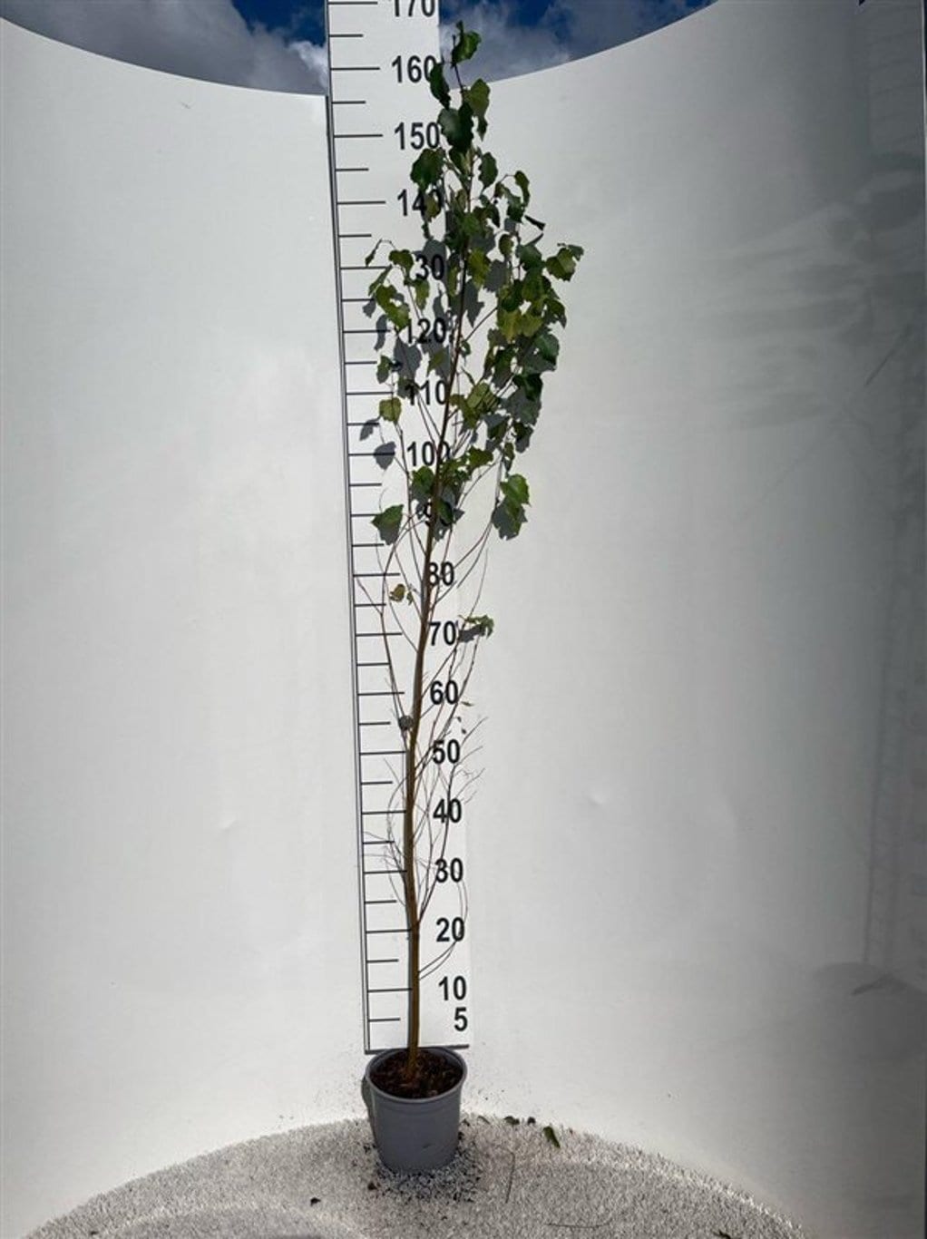 Betula pendula