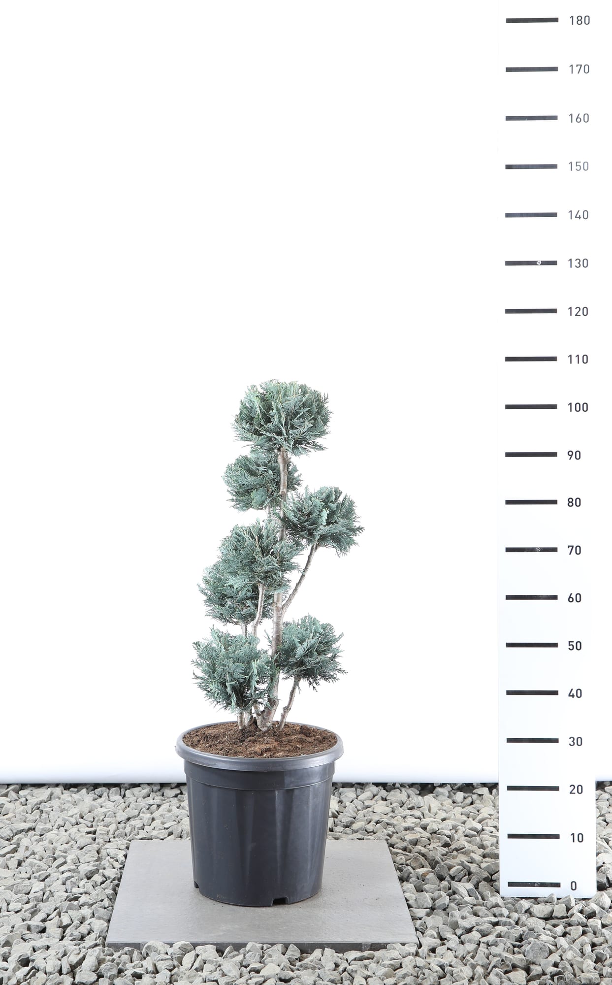 Chamaecyparis l. 'Van Pelt's Blue' - Multibol extra