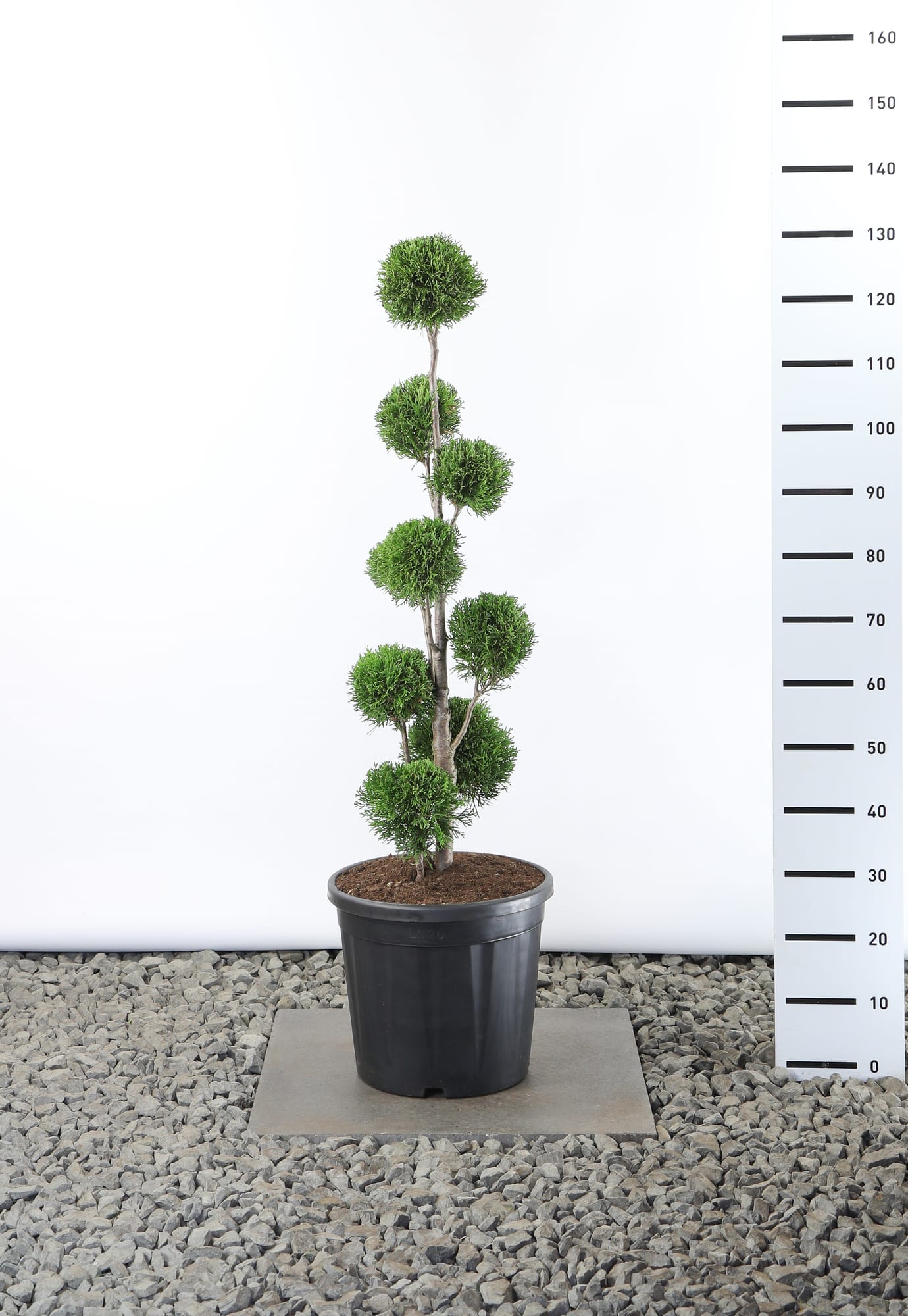 Thuja occ. 'Smaragd' - Multibol