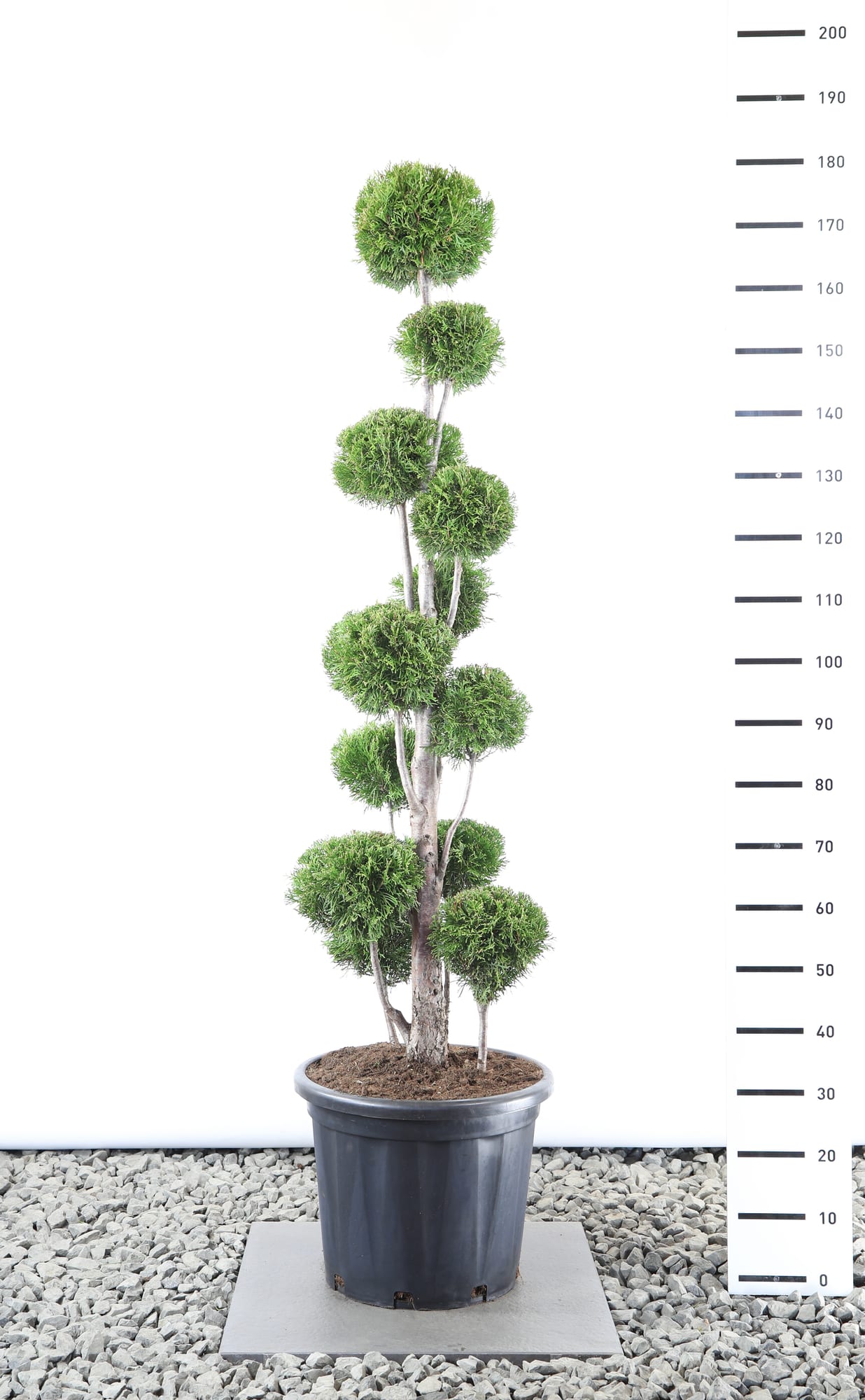 Thuja occ. 'Smaragd' - Multibol extra