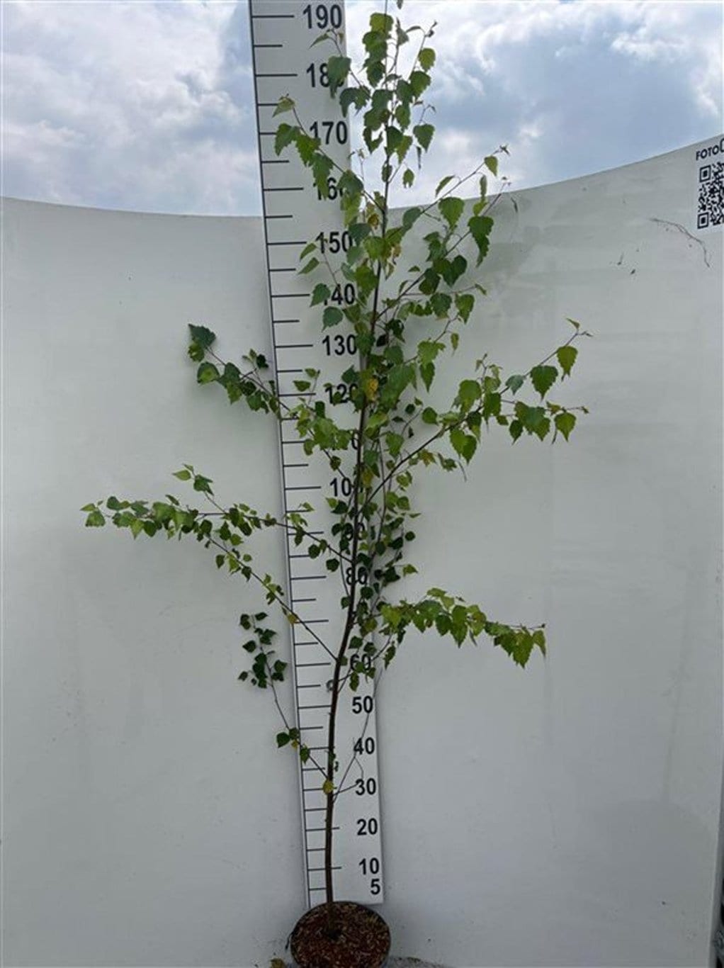 Betula pendula
